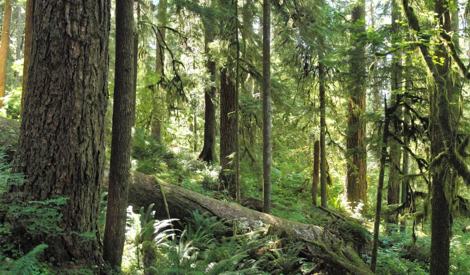 Free download high resolution image - free image free photo free stock image public domain picture  Forest on Olympic National Park