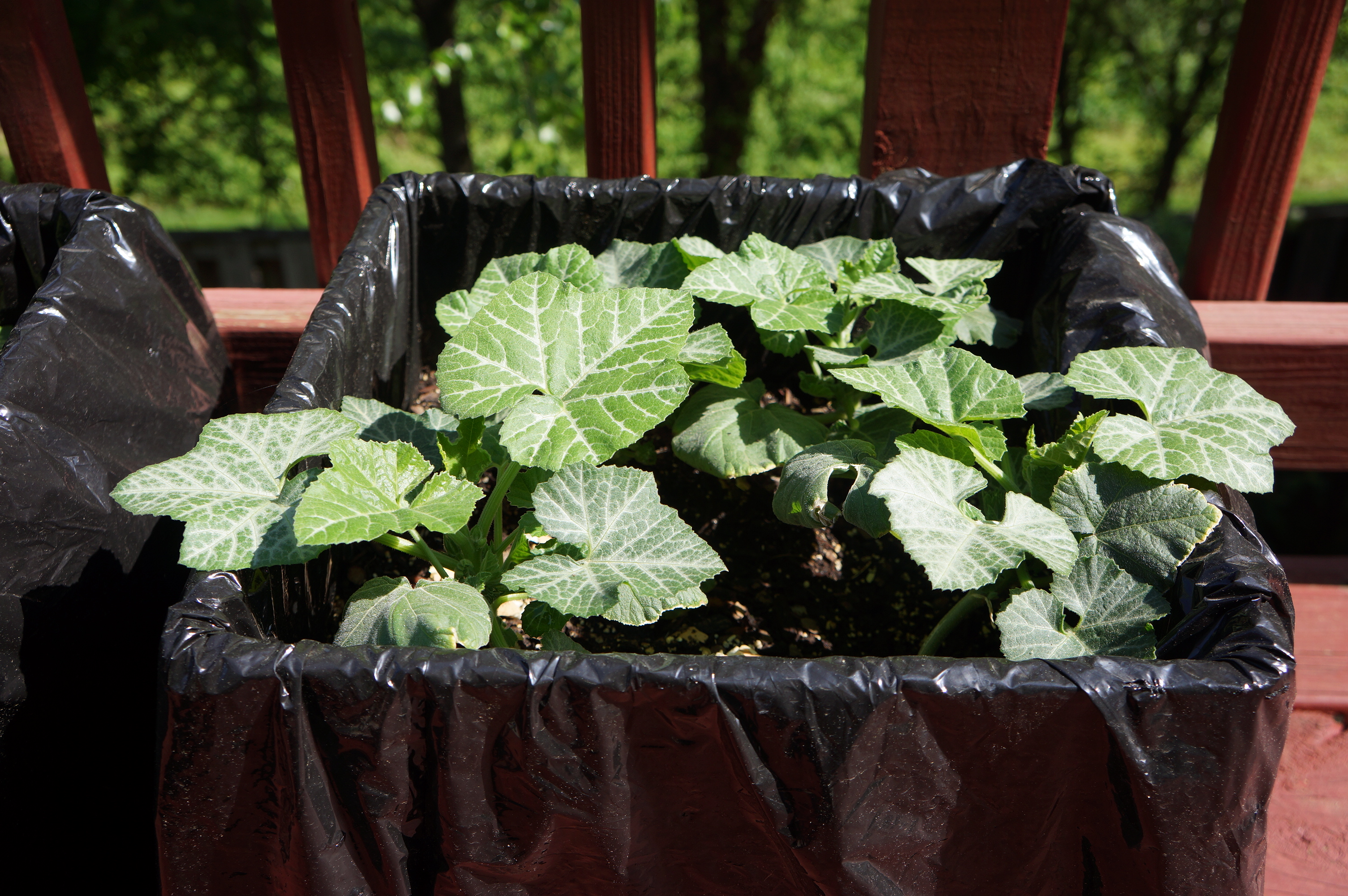 Free download high resolution image - free image free photo free stock image public domain picture -Growing pumpkin plants in pots