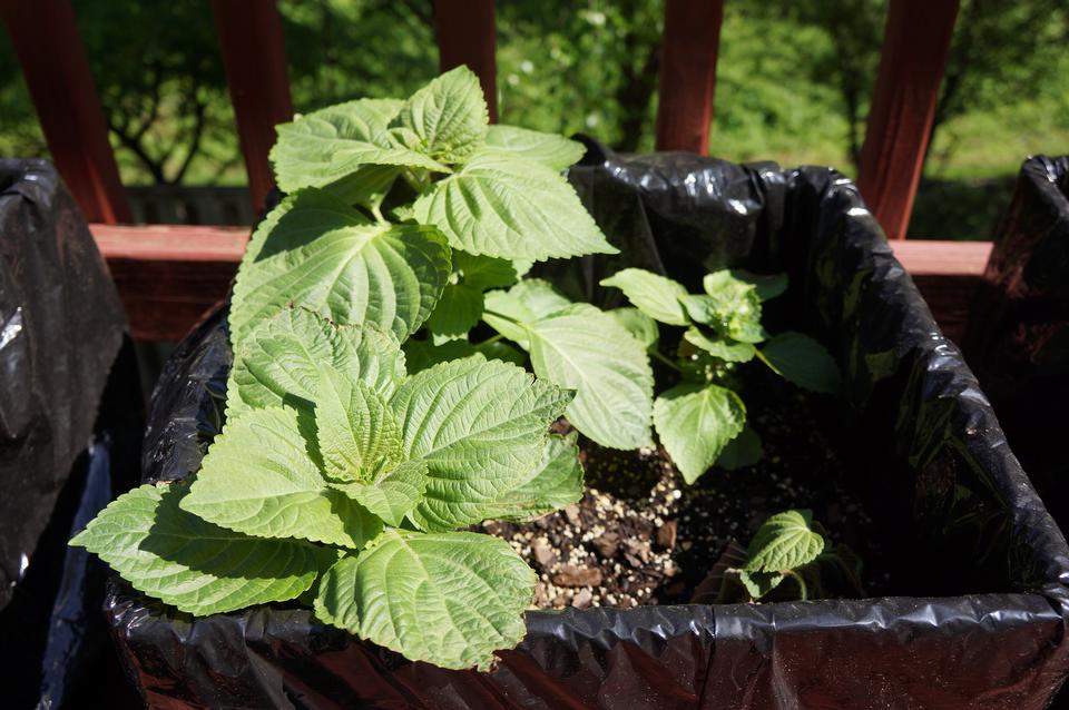 Free download high resolution image - free image free photo free stock image public domain picture  Growing sesame plants in pots