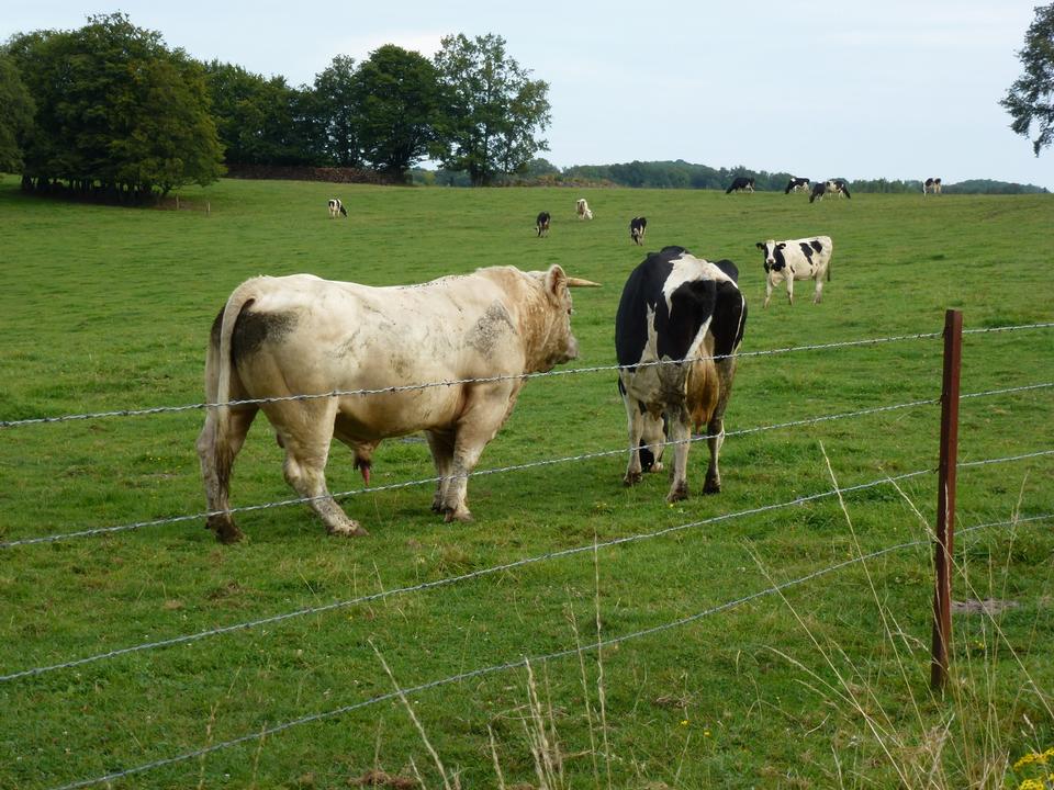 Free download high resolution image - free image free photo free stock image public domain picture  Cows grazing in a green pasture on sustainable small scale farm