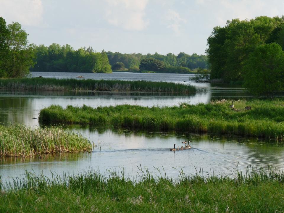 Free download high resolution image - free image free photo free stock image public domain picture  Canada goose with several young goslings