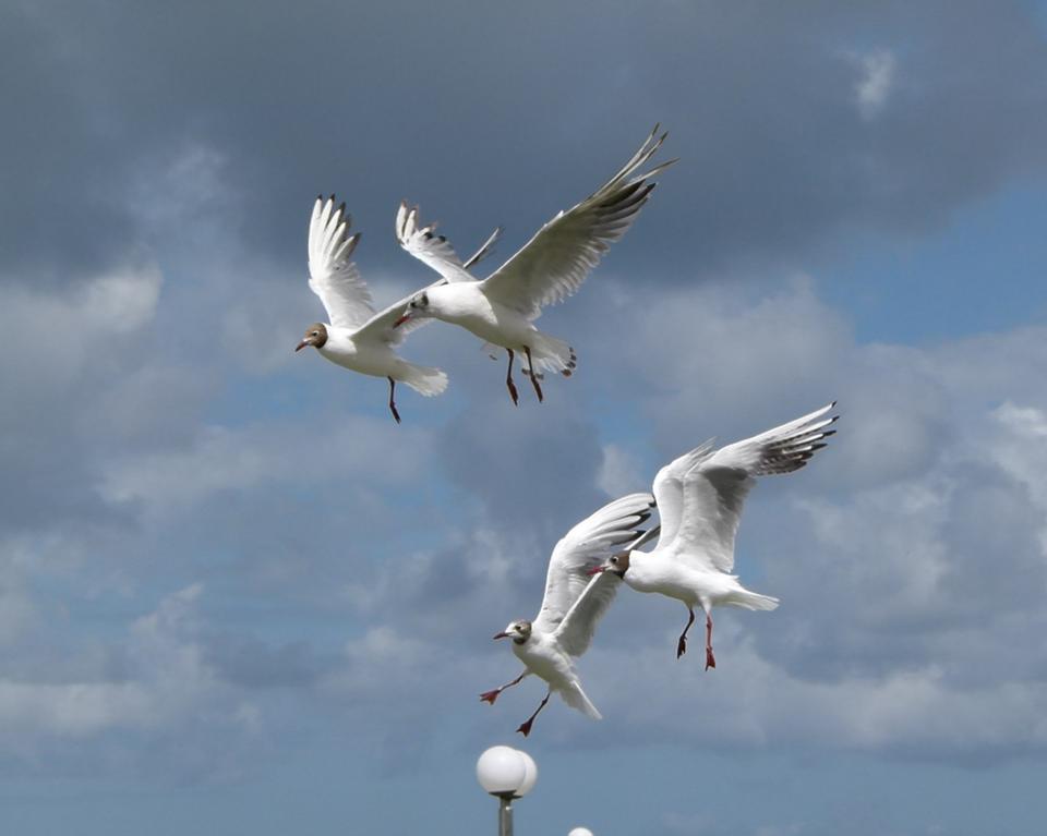 Free download high resolution image - free image free photo free stock image public domain picture  A flock of common black headed gulls