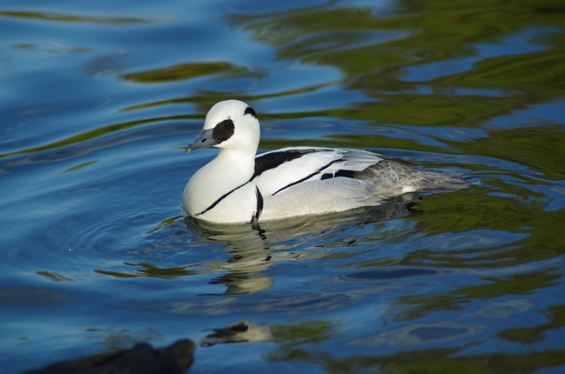 Free download high resolution image - free image free photo free stock image public domain picture -Male of Smew - Mergellus albellus