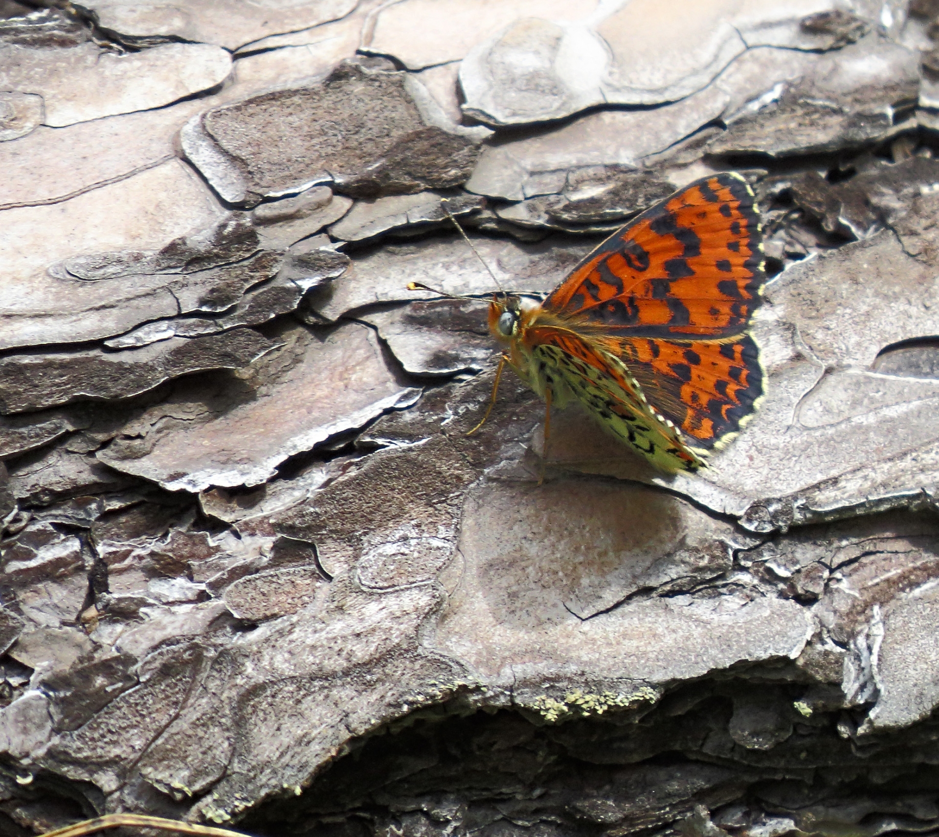 Free download high resolution image - free image free photo free stock image public domain picture -Melitaea Didyma butterfly