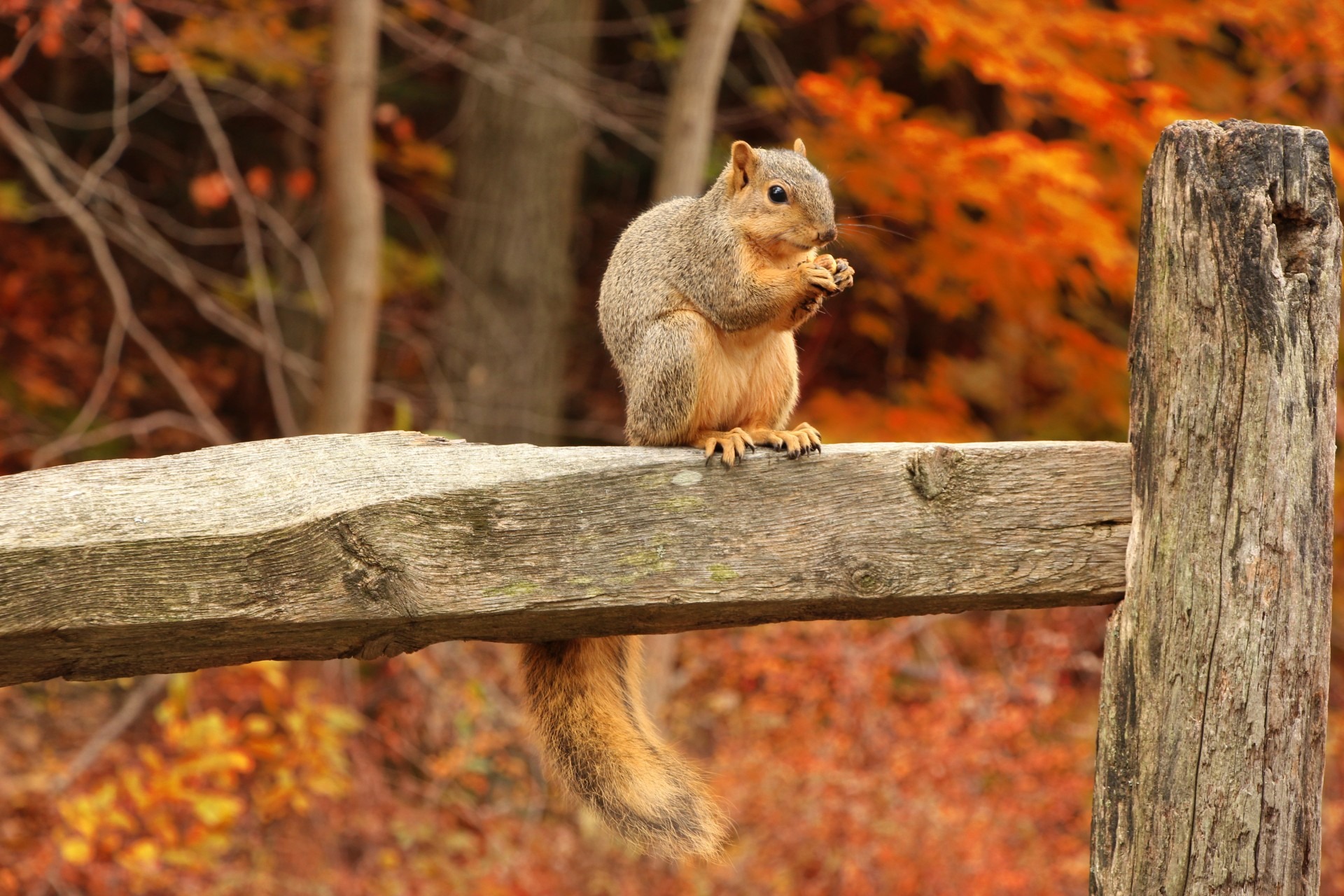 Free download high resolution image - free image free photo free stock image public domain picture -Squirrel, Autumn, acorn and dry leaves