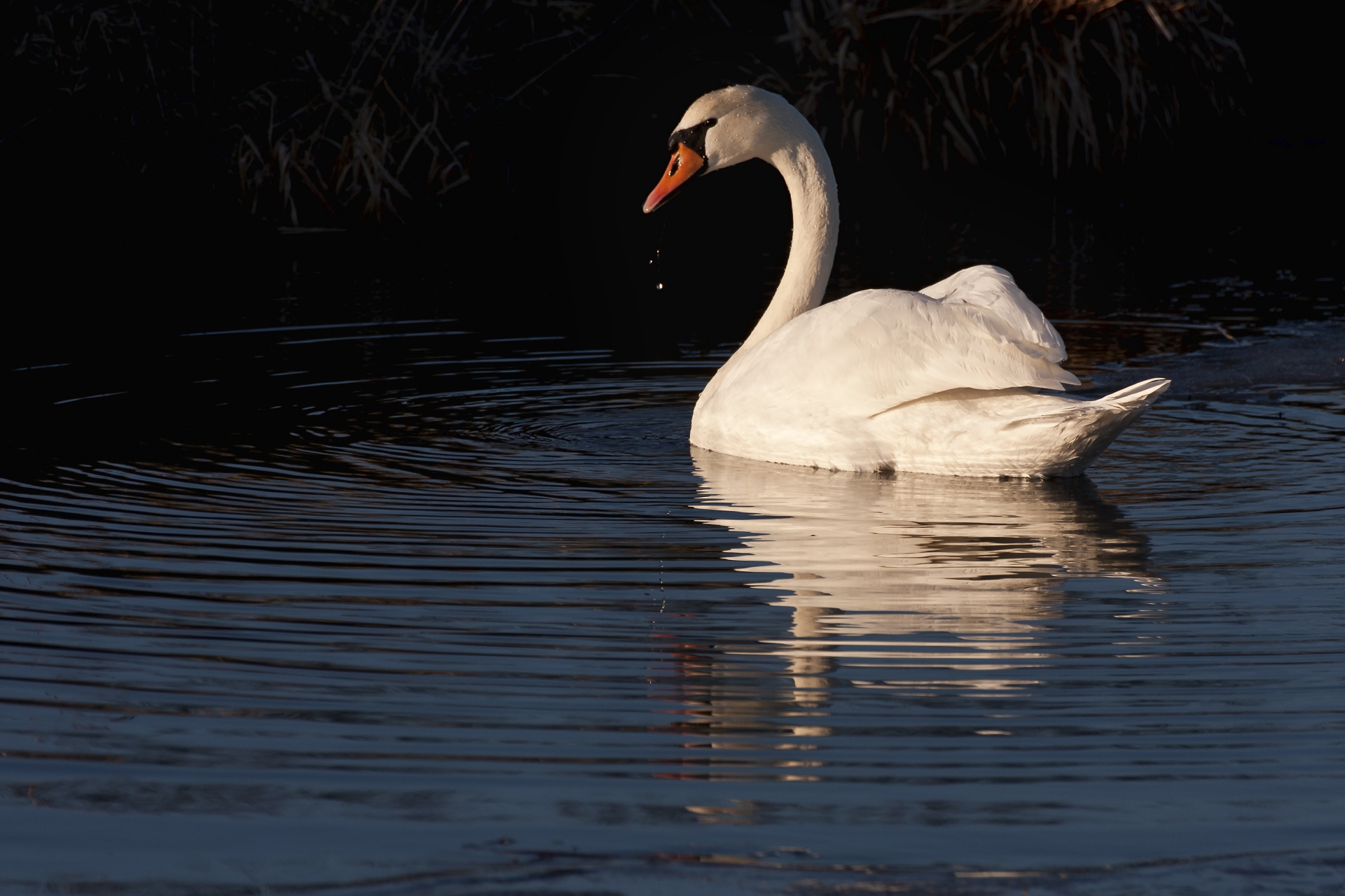 Free download high resolution image - free image free photo free stock image public domain picture -A mute swan with reflection against a black background