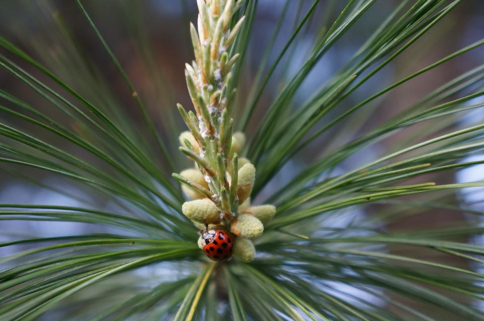 Free download high resolution image - free image free photo free stock image public domain picture  Ladybug crawling on pinetree with fresh blossoms in spring