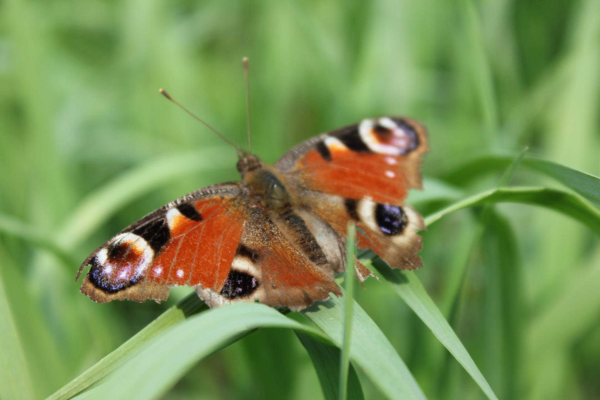 Free download high resolution image - free image free photo free stock image public domain picture -blackleg tortoiseshell, Nymphalis polychloros, kleiner fuchs