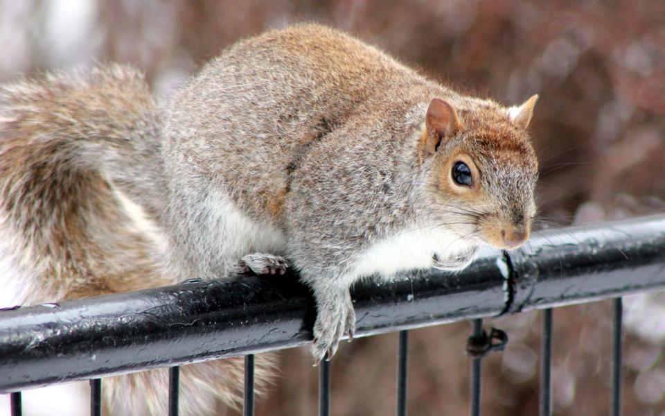 Free download high resolution image - free image free photo free stock image public domain picture  red squirrel posing at the park