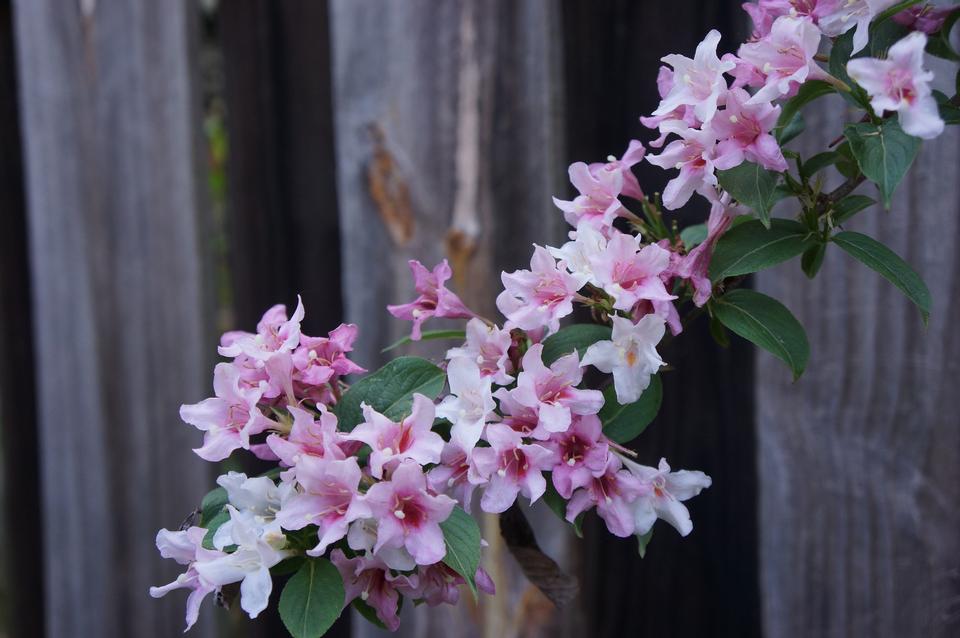 Free download high resolution image - free image free photo free stock image public domain picture  wooden fence background with white and pink flower