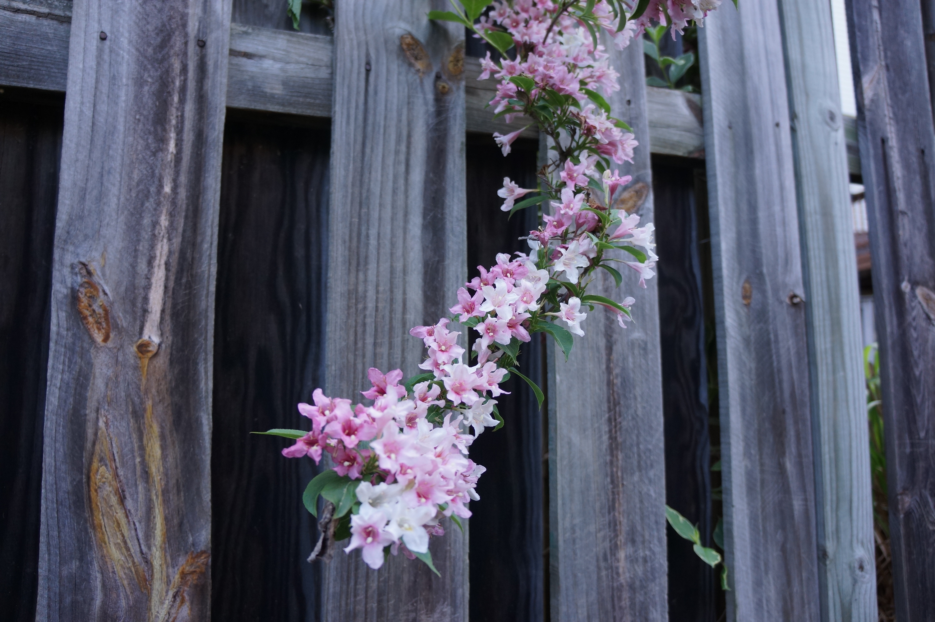 Free download high resolution image - free image free photo free stock image public domain picture -wooden fence background with white and pink flower