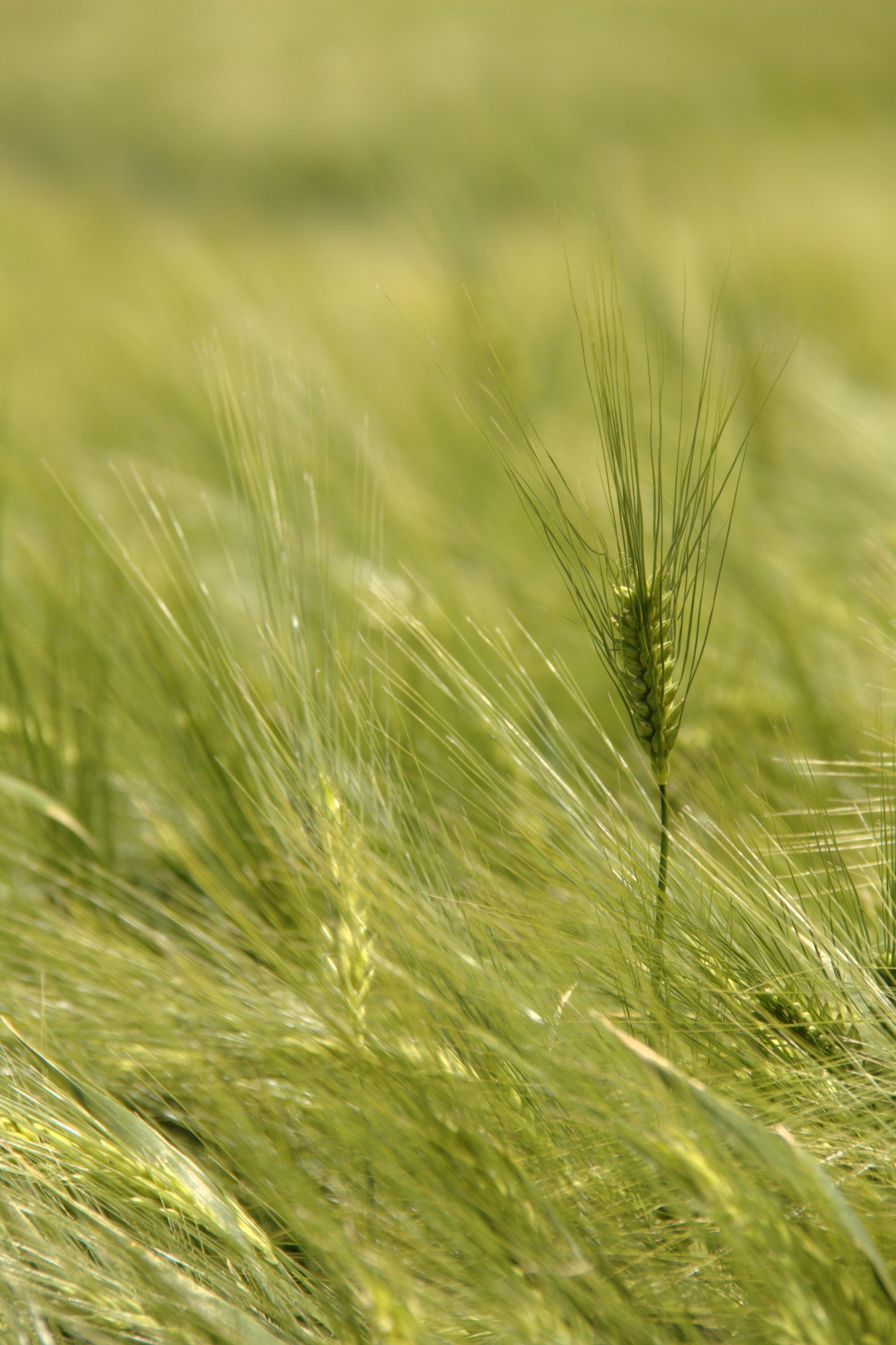 Free download high resolution image - free image free photo free stock image public domain picture -Barley Field