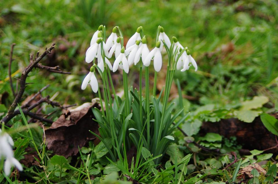 Free download high resolution image - free image free photo free stock image public domain picture  Snowdrop flowers - Galanthus nivalis