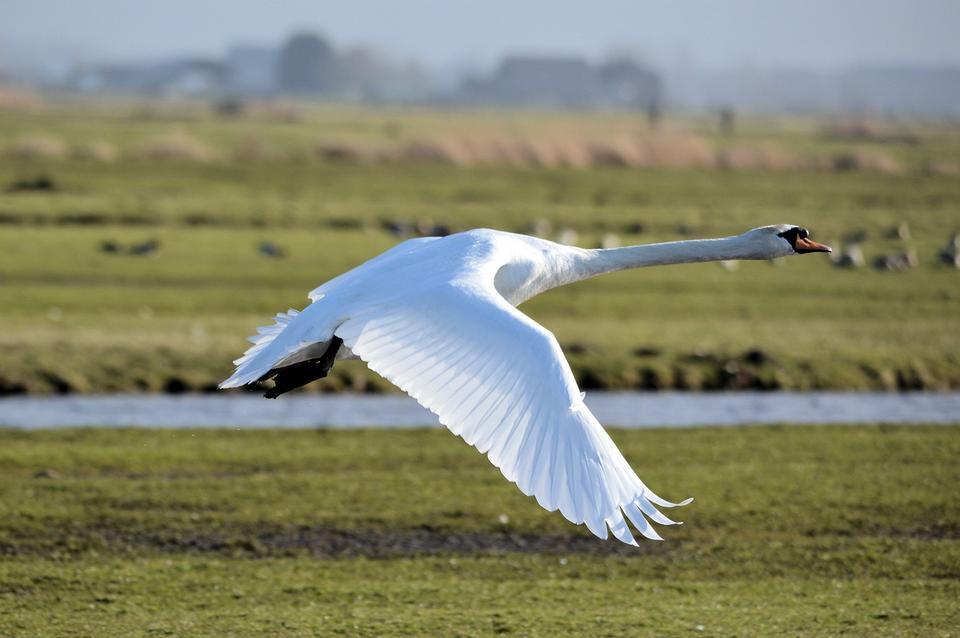 Free download high resolution image - free image free photo free stock image public domain picture  Trumpeter Swan Cygnus buccinator flying