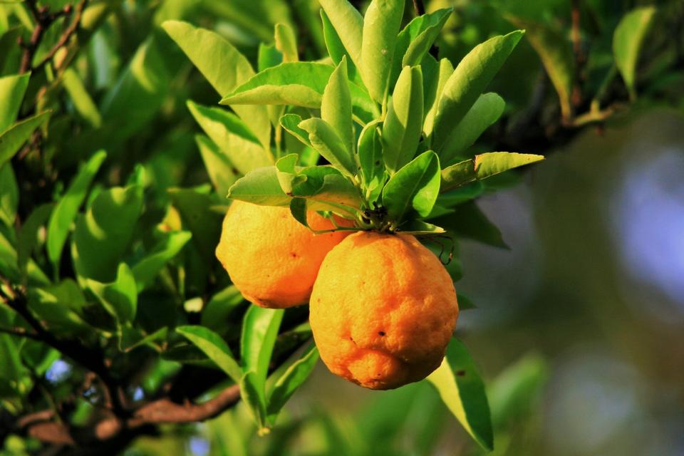 Free download high resolution image - free image free photo free stock image public domain picture  Two ripe lemons hanging on a tree