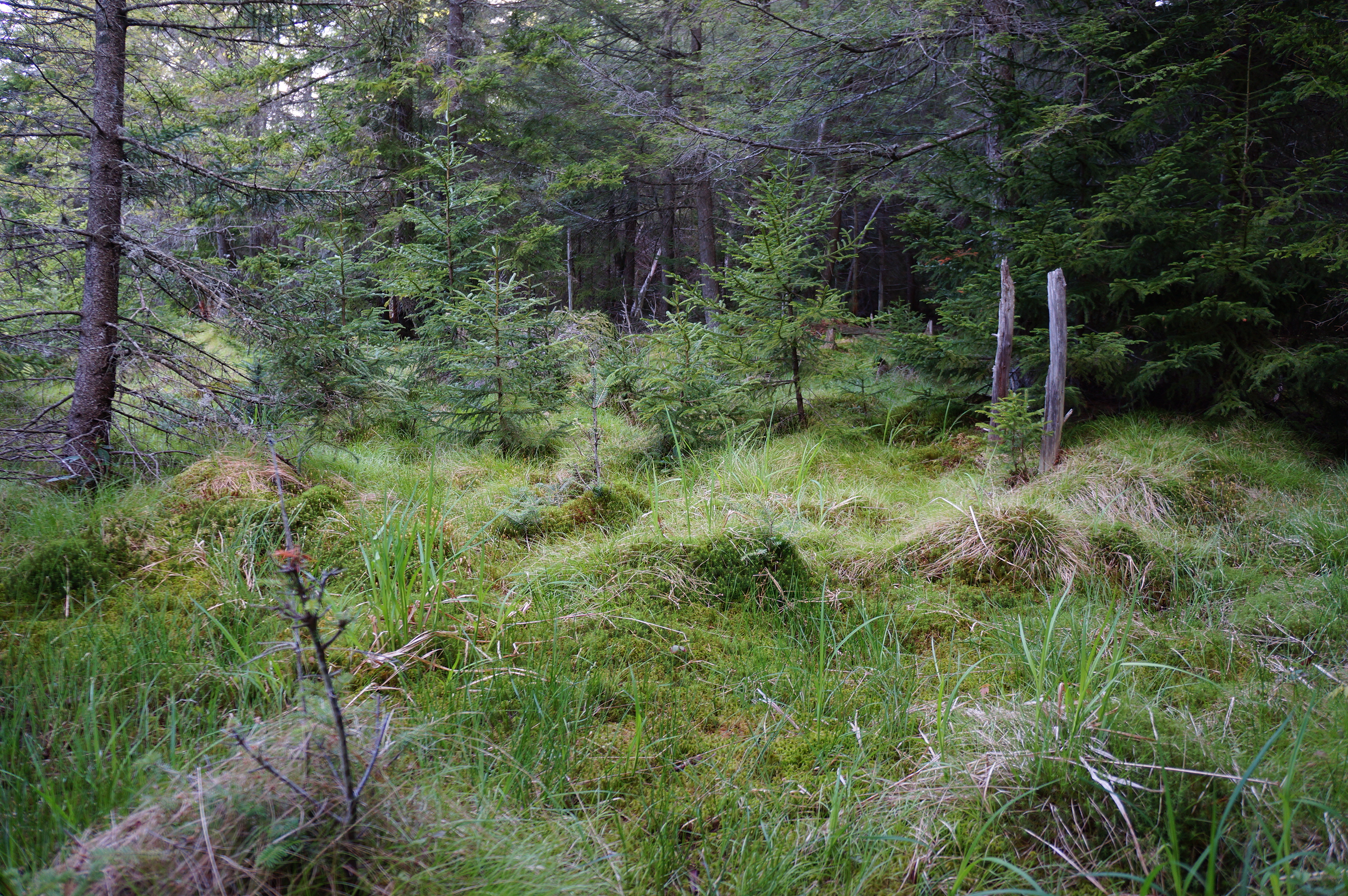 Free download high resolution image - free image free photo free stock image public domain picture -Forest Deer Run Trail Canaan Valley, West Virginia