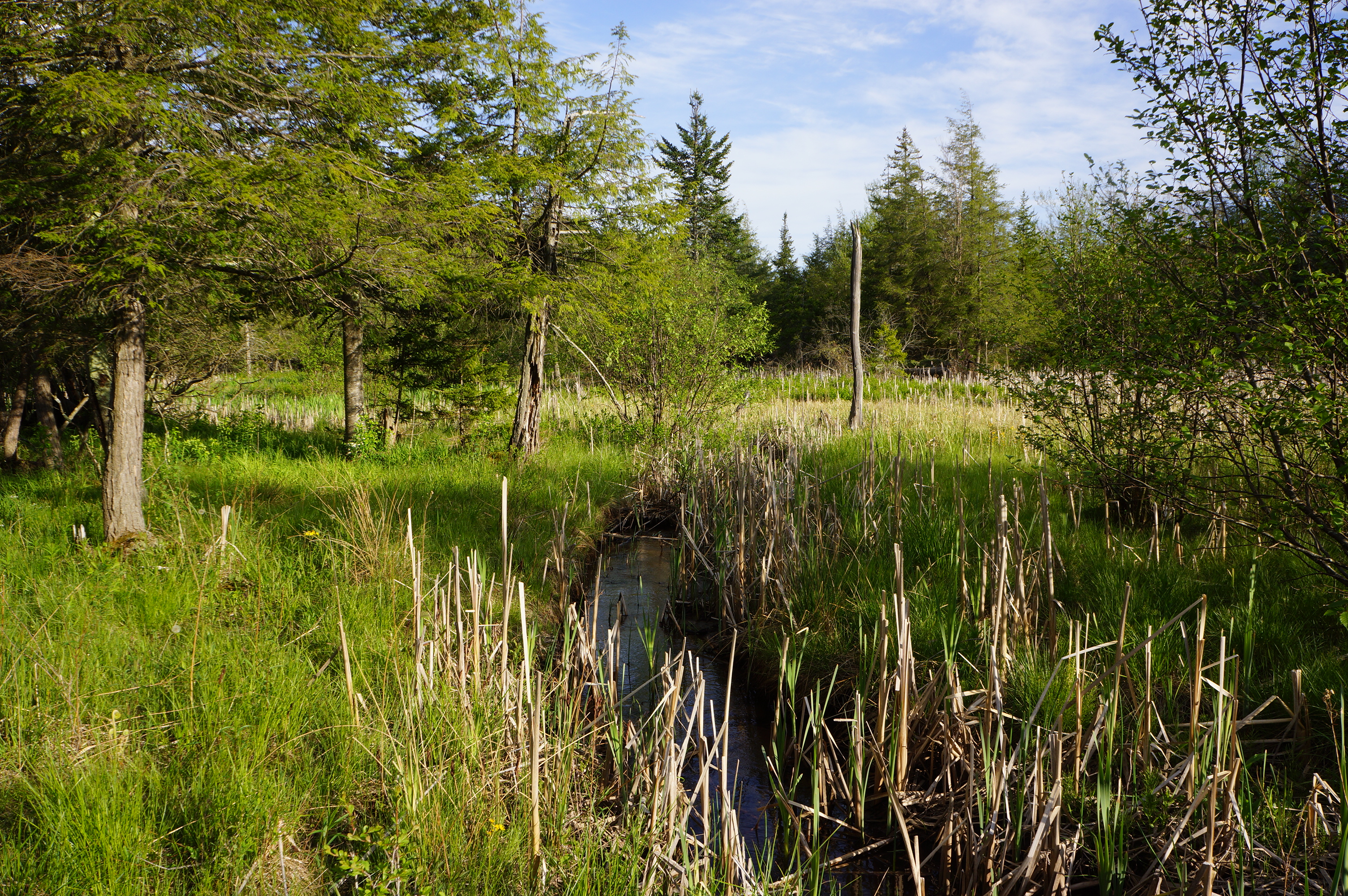 Free download high resolution image - free image free photo free stock image public domain picture -Stream Deer Run Trail Canaan Valley, West Virginia