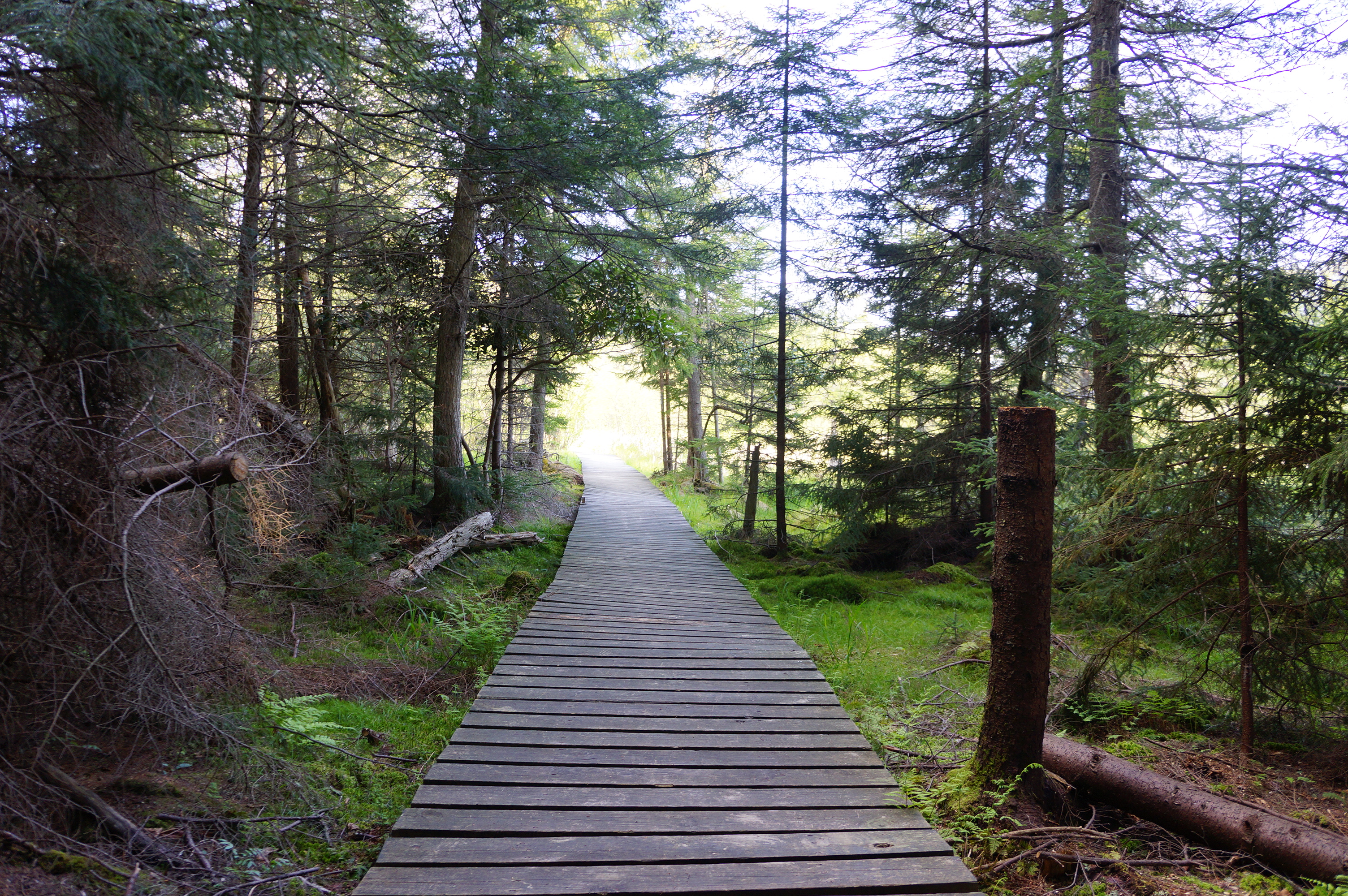 Free download high resolution image - free image free photo free stock image public domain picture -Wooden bridge through Deer Run Trail Canaan Valley