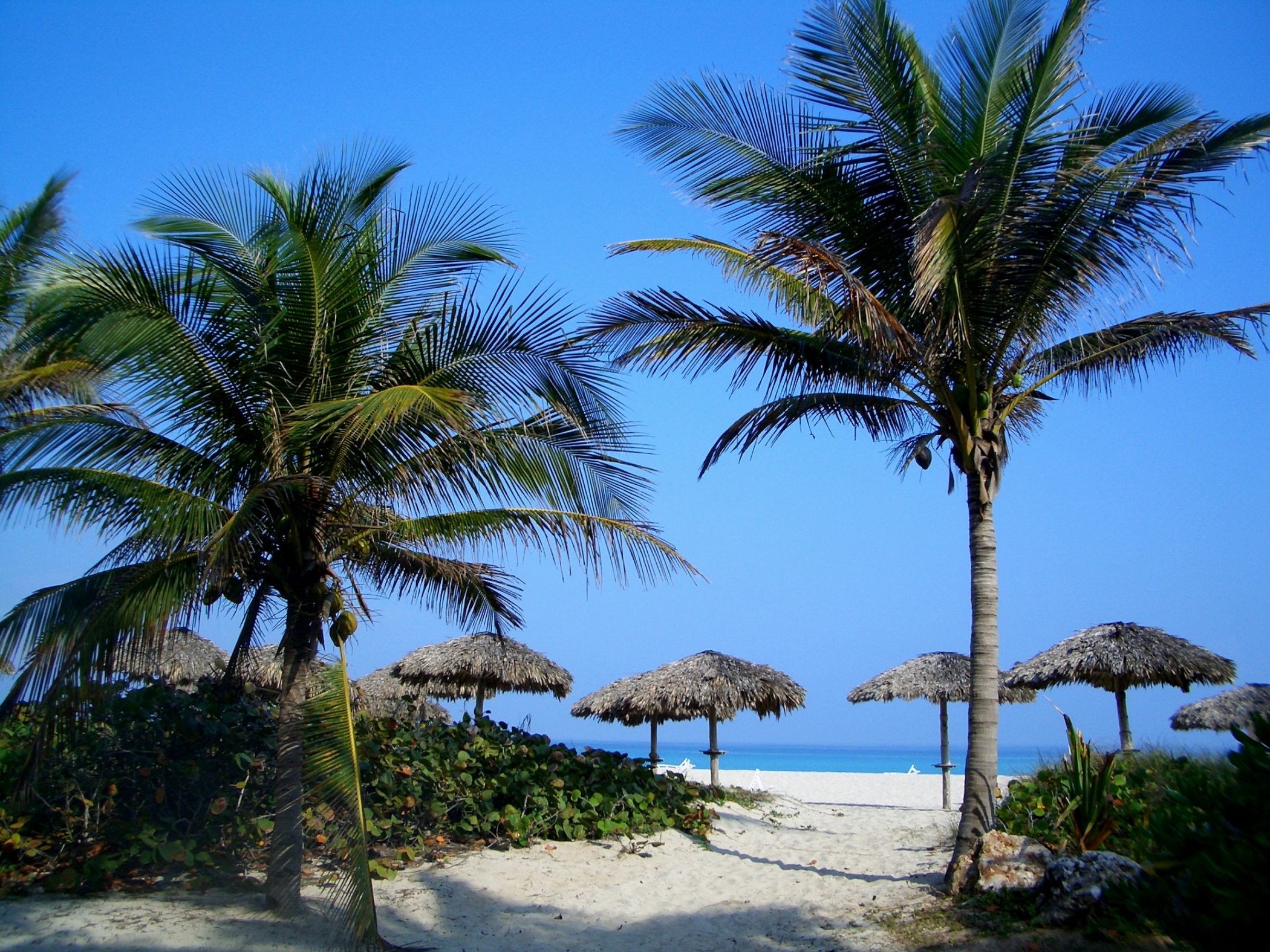 Free download high resolution image - free image free photo free stock image public domain picture -View of Varadero beach in Cuba with a coconut tree