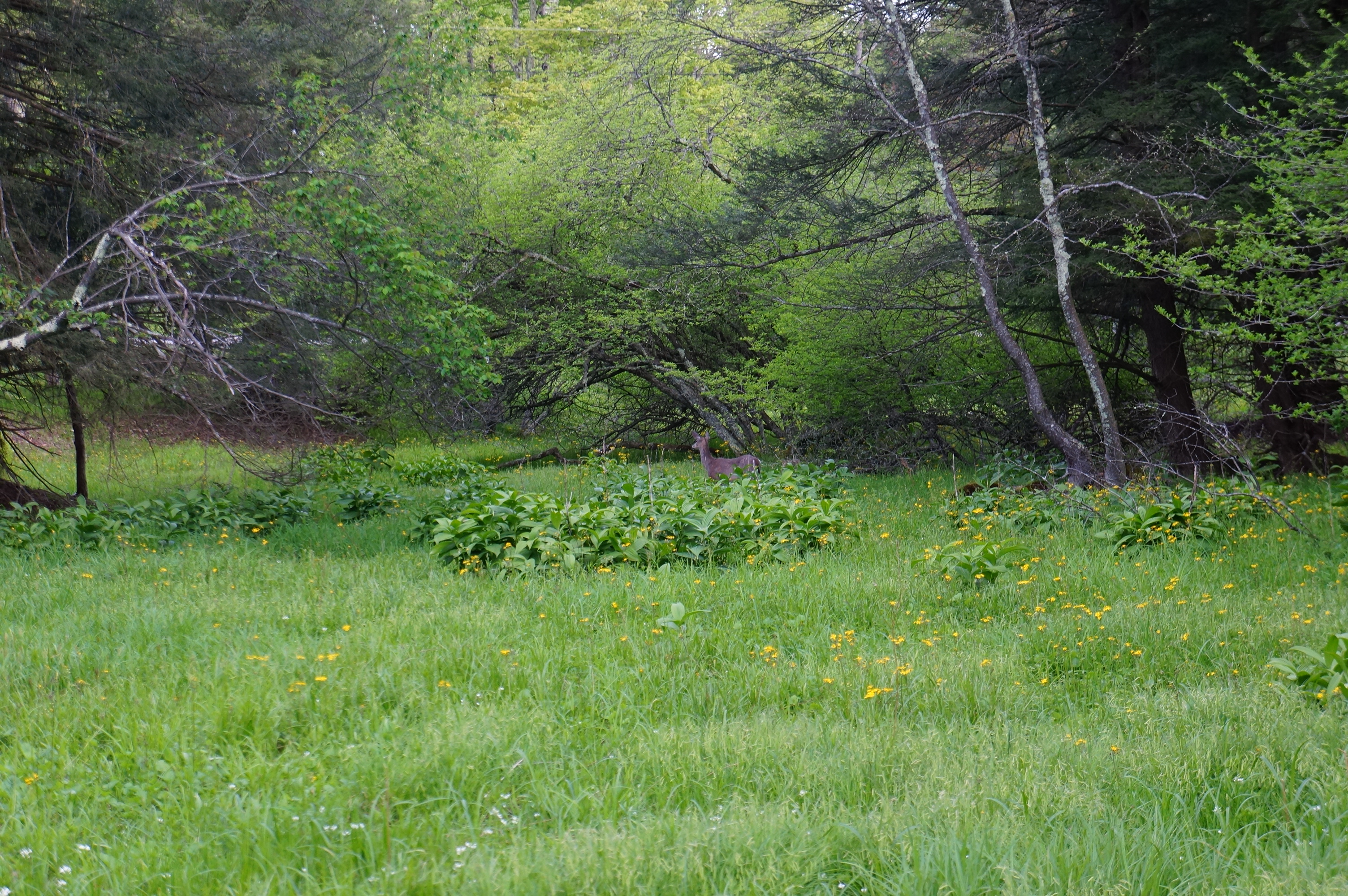 Free download high resolution image - free image free photo free stock image public domain picture -Whitetail deer buck coming out of the forest