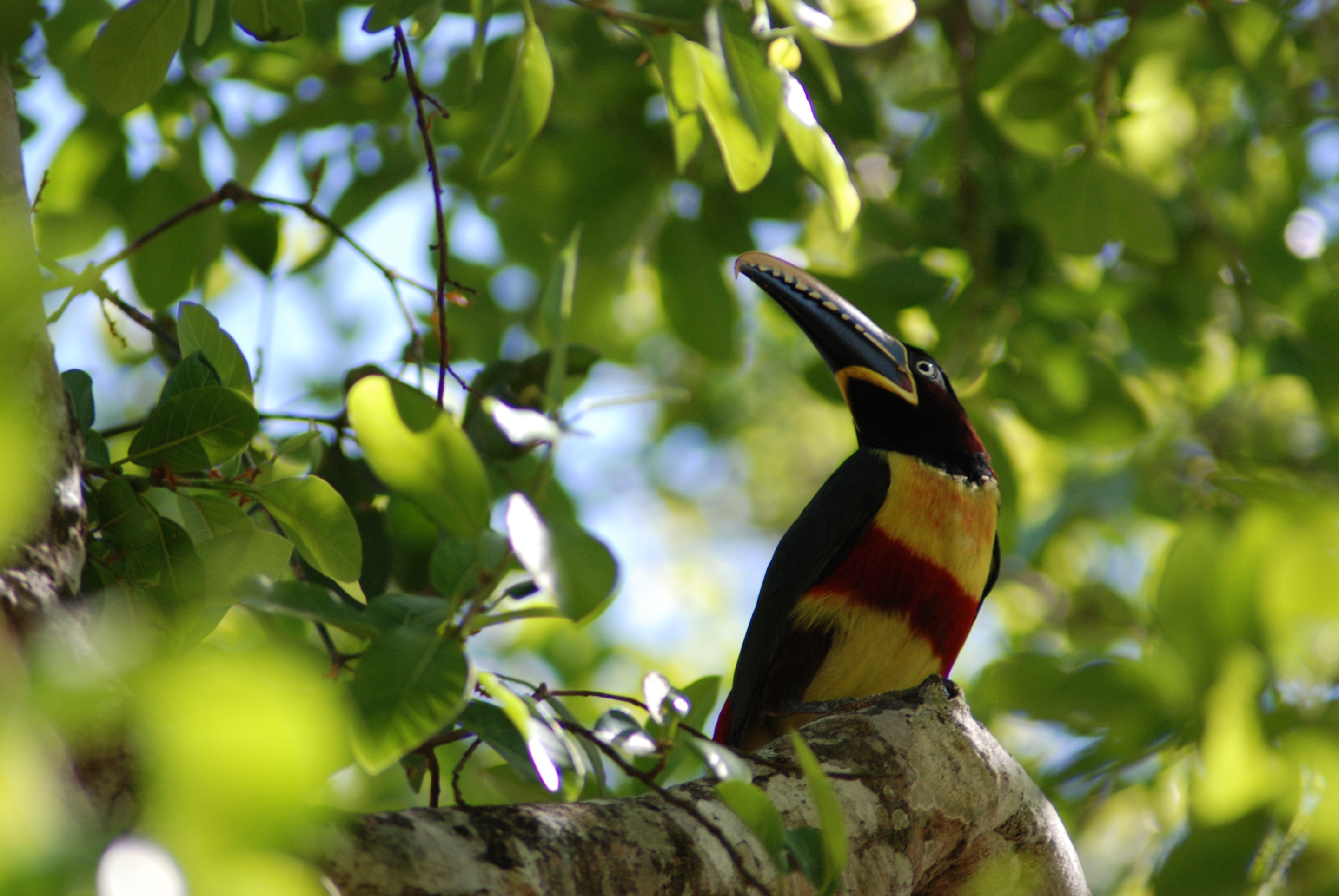 Free download high resolution image - free image free photo free stock image public domain picture -Aracari toucan perched on a branch in the rainforest of Belize