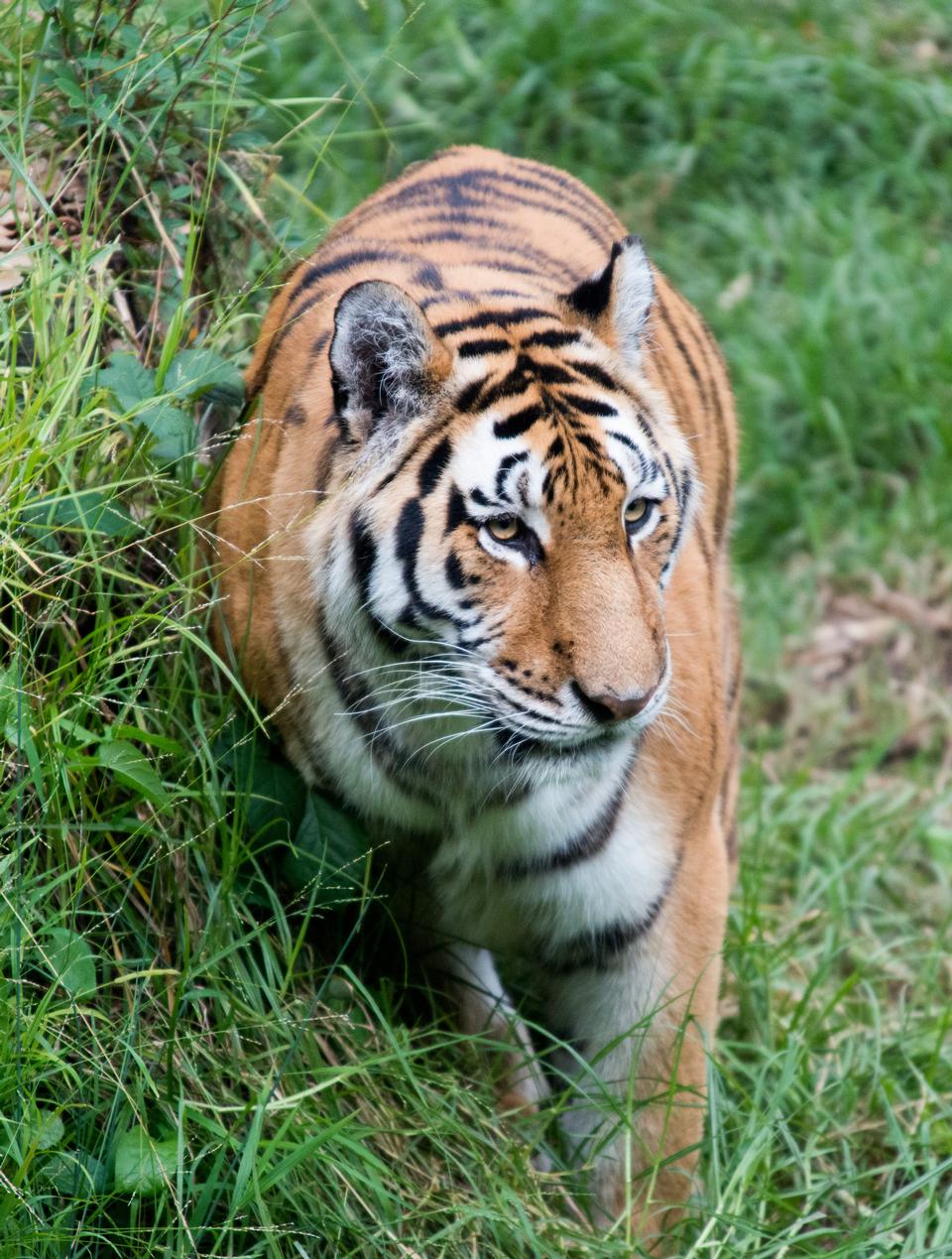 Free download high resolution image - free image free photo free stock image public domain picture  Head Shot of Sumatran Tiger in Grass Panthera Tirgris Sumatrae