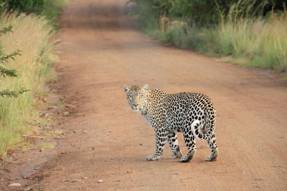 Free download high resolution image - free image free photo free stock image public domain picture  Male Leopard very alert