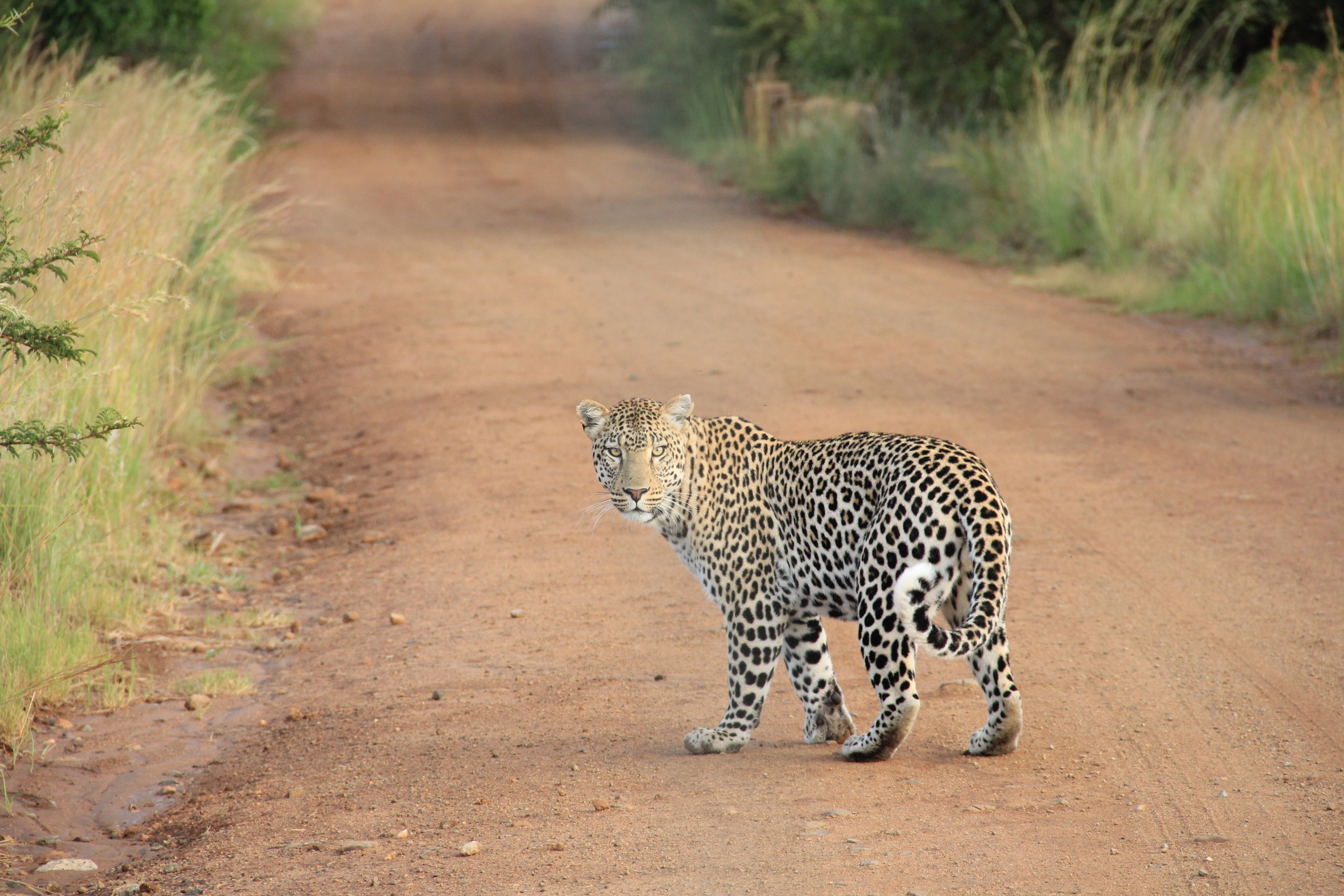 Free download high resolution image - free image free photo free stock image public domain picture -Male Leopard very alert