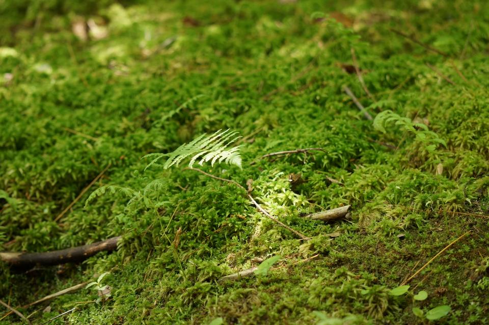 Free download high resolution image - free image free photo free stock image public domain picture  a tree stump covered with moss