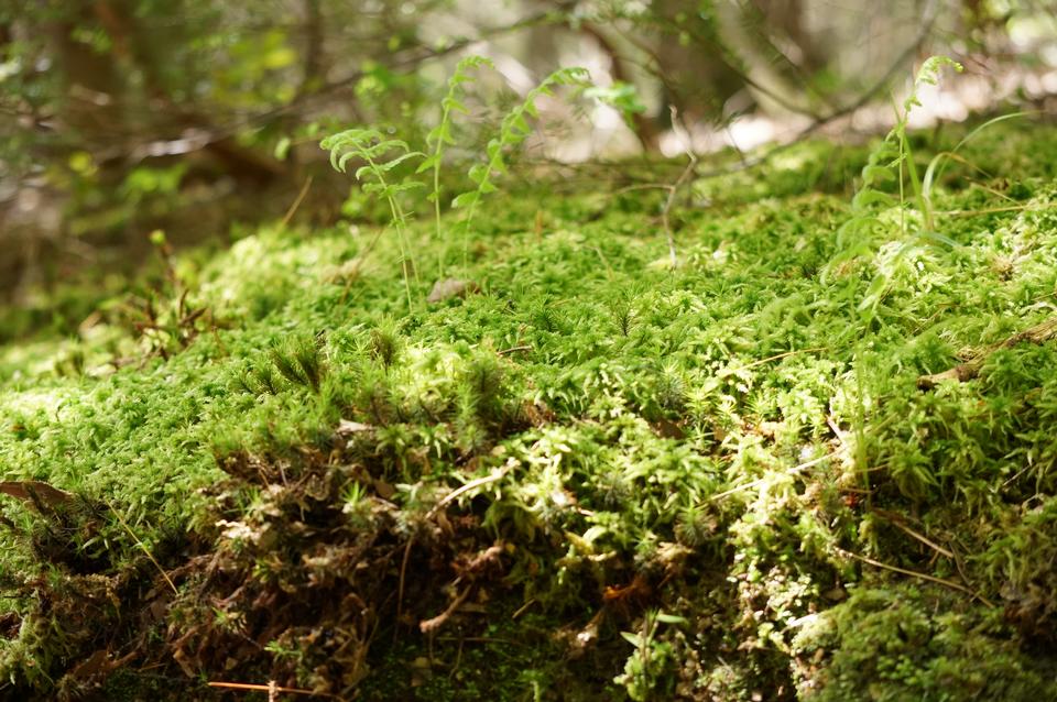 Free download high resolution image - free image free photo free stock image public domain picture  a tree stump covered with moss