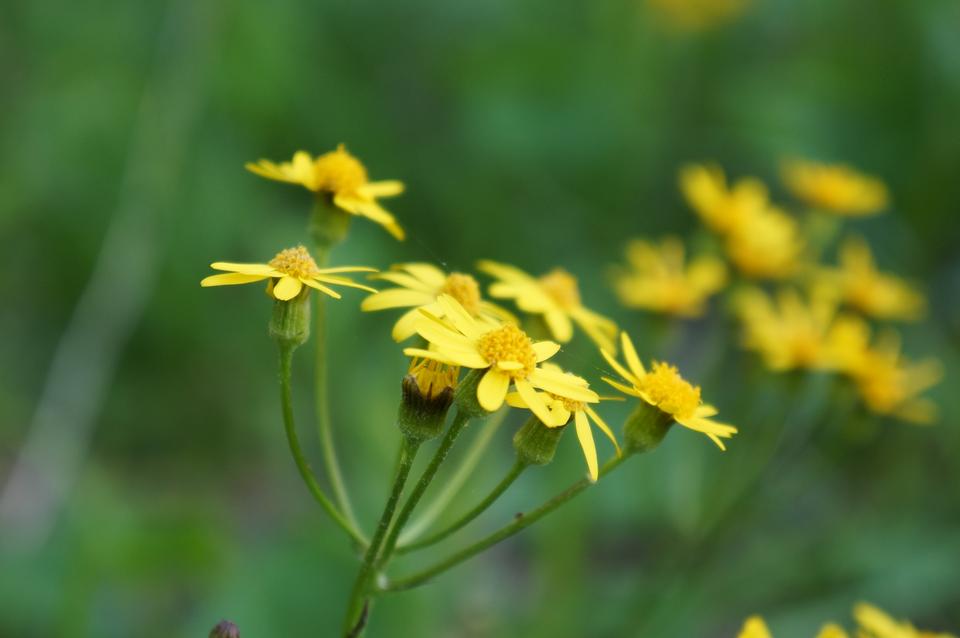 Free download high resolution image - free image free photo free stock image public domain picture  beautiful wildflowers