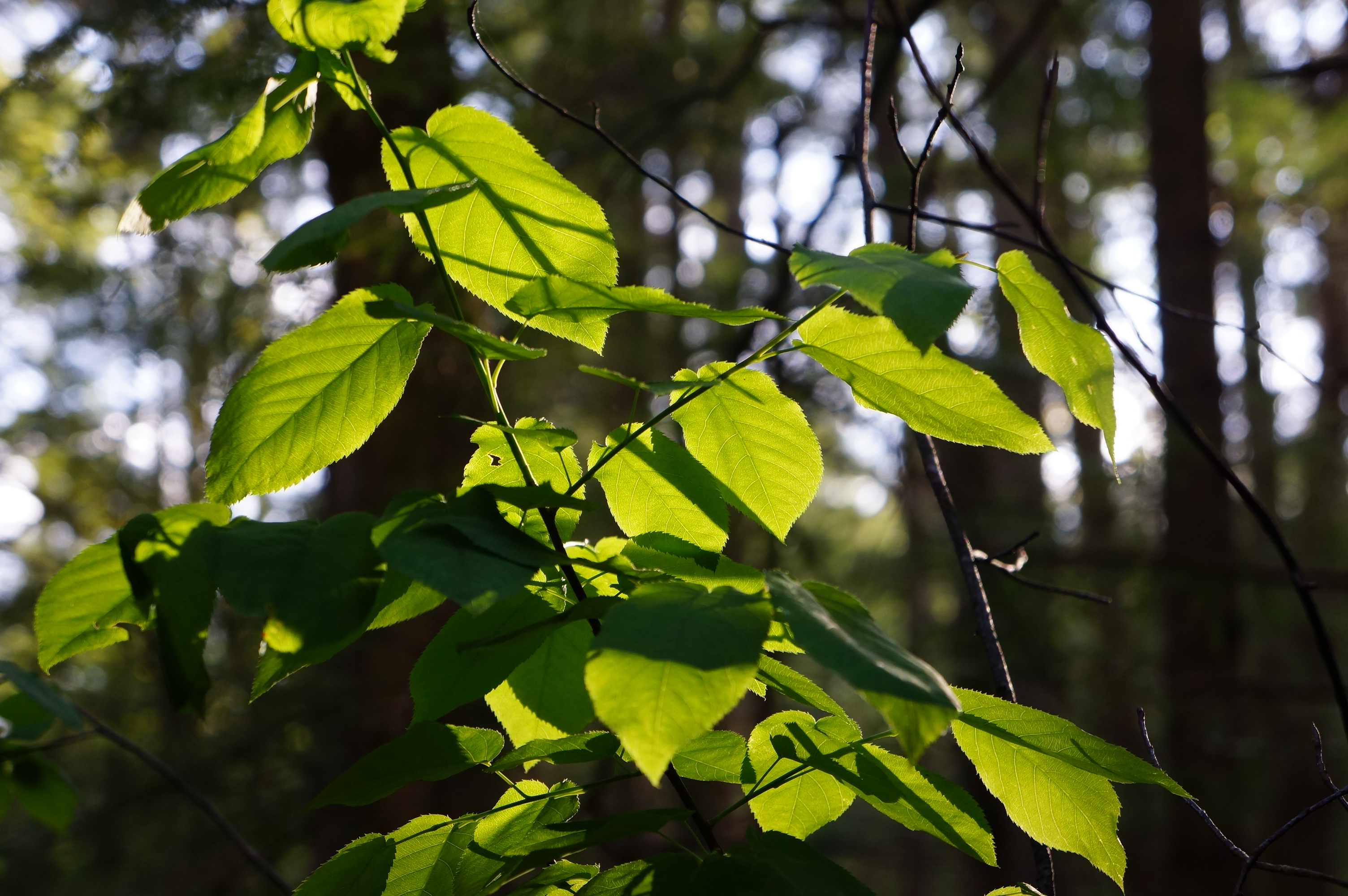 Free download high resolution image - free image free photo free stock image public domain picture -fresh new green leaves glowing in sunlight