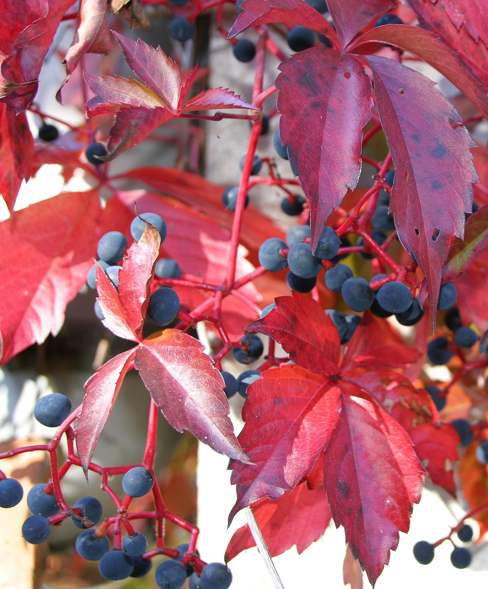 Free download high resolution image - free image free photo free stock image public domain picture -The branch with ripe berries of viburnum