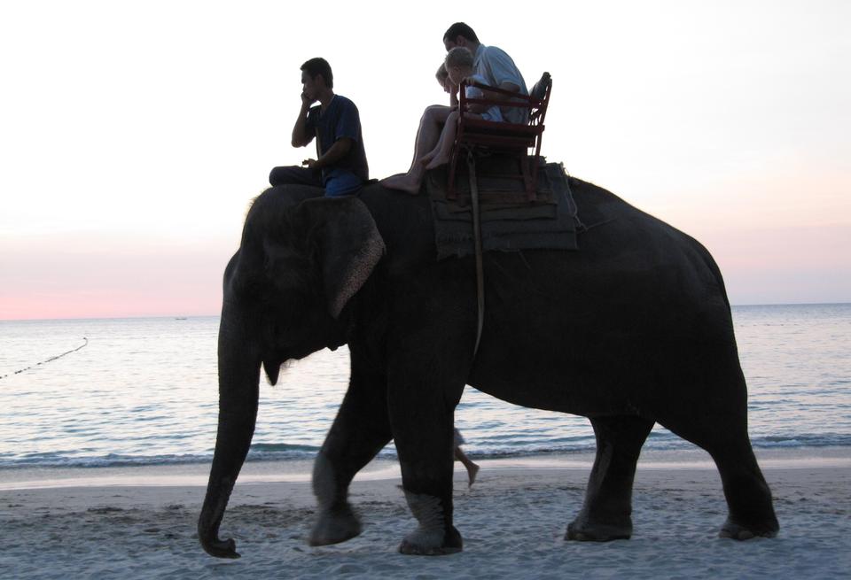 Free download high resolution image - free image free photo free stock image public domain picture  Thai Elephant trekking