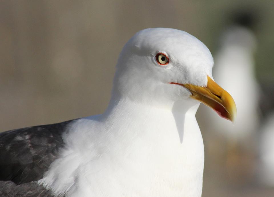 Free download high resolution image - free image free photo free stock image public domain picture  A Lesser Black-Backed Gull - Larus fuscus