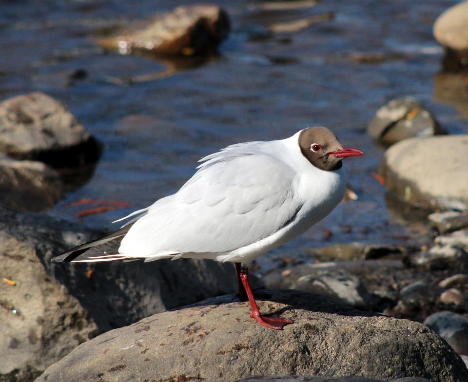 Free download high resolution image - free image free photo free stock image public domain picture  Black-headed Gull - Larus ridibundus