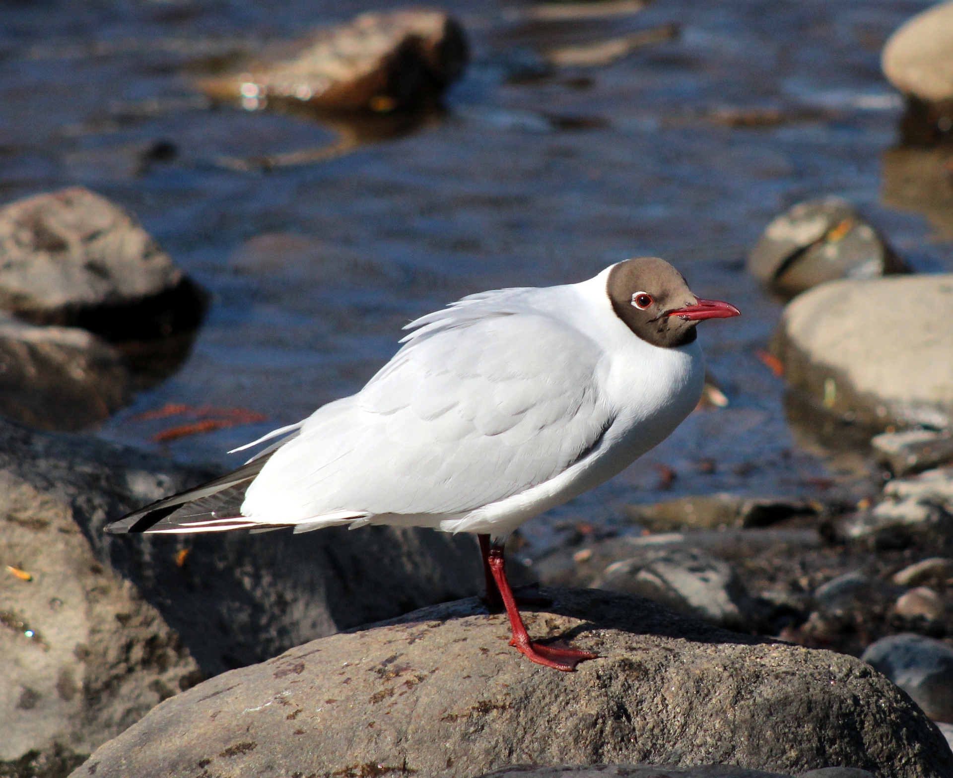 Free download high resolution image - free image free photo free stock image public domain picture -Black-headed Gull - Larus ridibundus