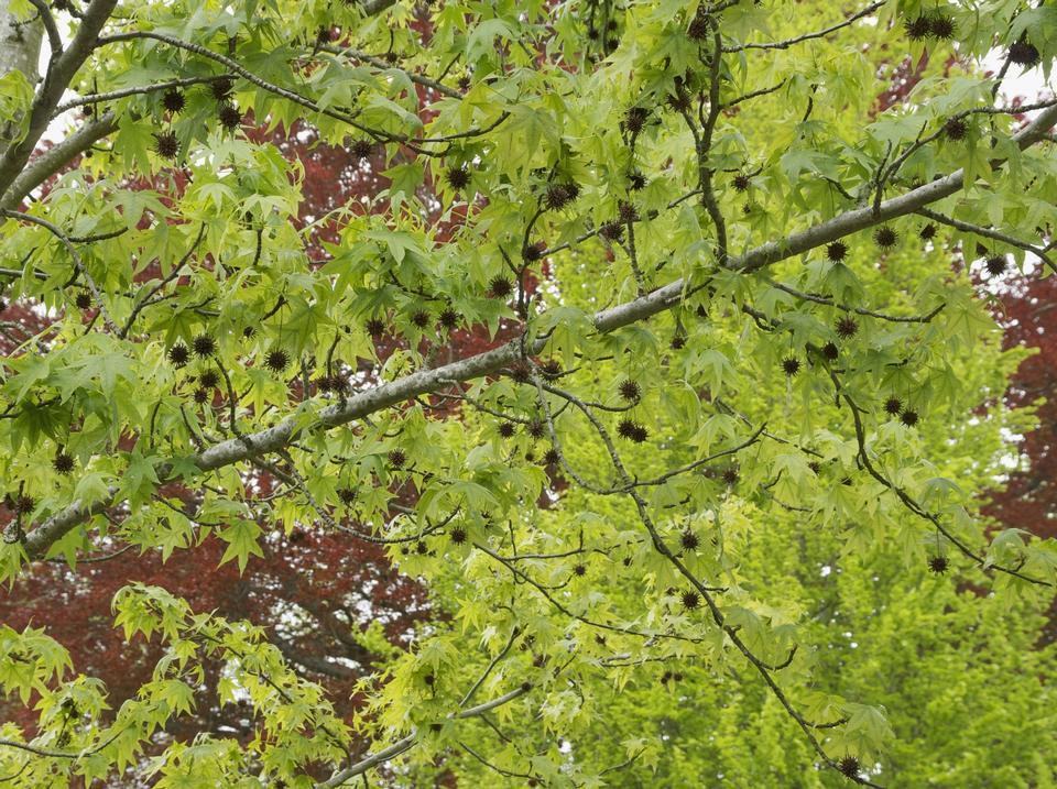 Free download high resolution image - free image free photo free stock image public domain picture  Summer foliage of American sweetgum