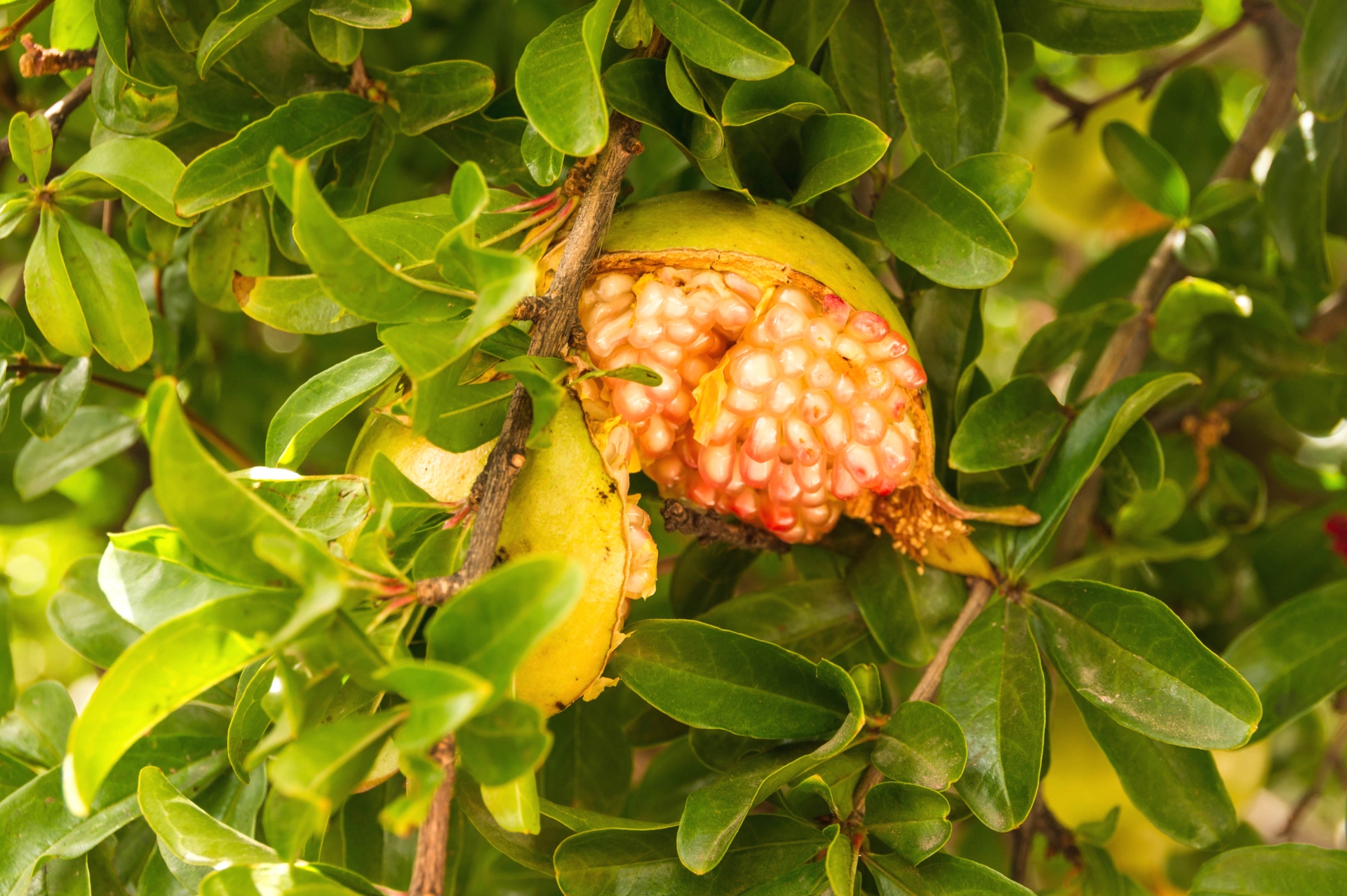 Free download high resolution image - free image free photo free stock image public domain picture -A ripe pomegranate on a tree - Punica granatum