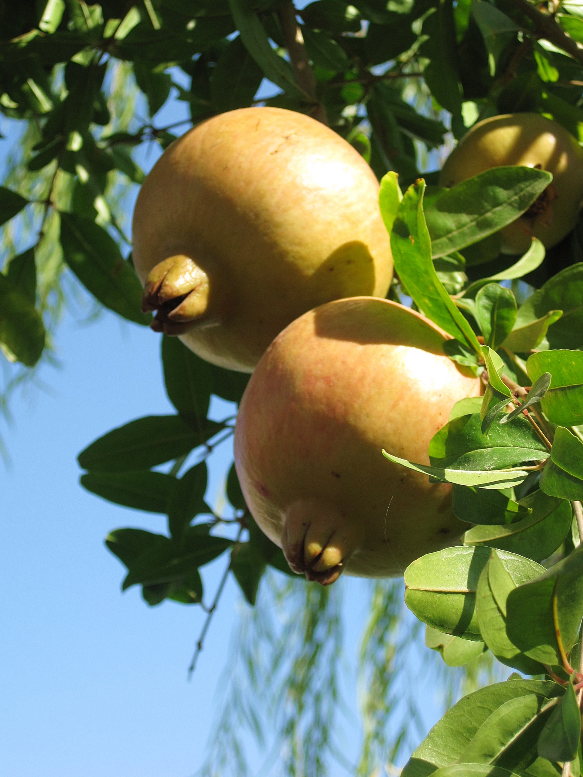 Free download high resolution image - free image free photo free stock image public domain picture -A ripe pomegranate on a tree - Punica granatum