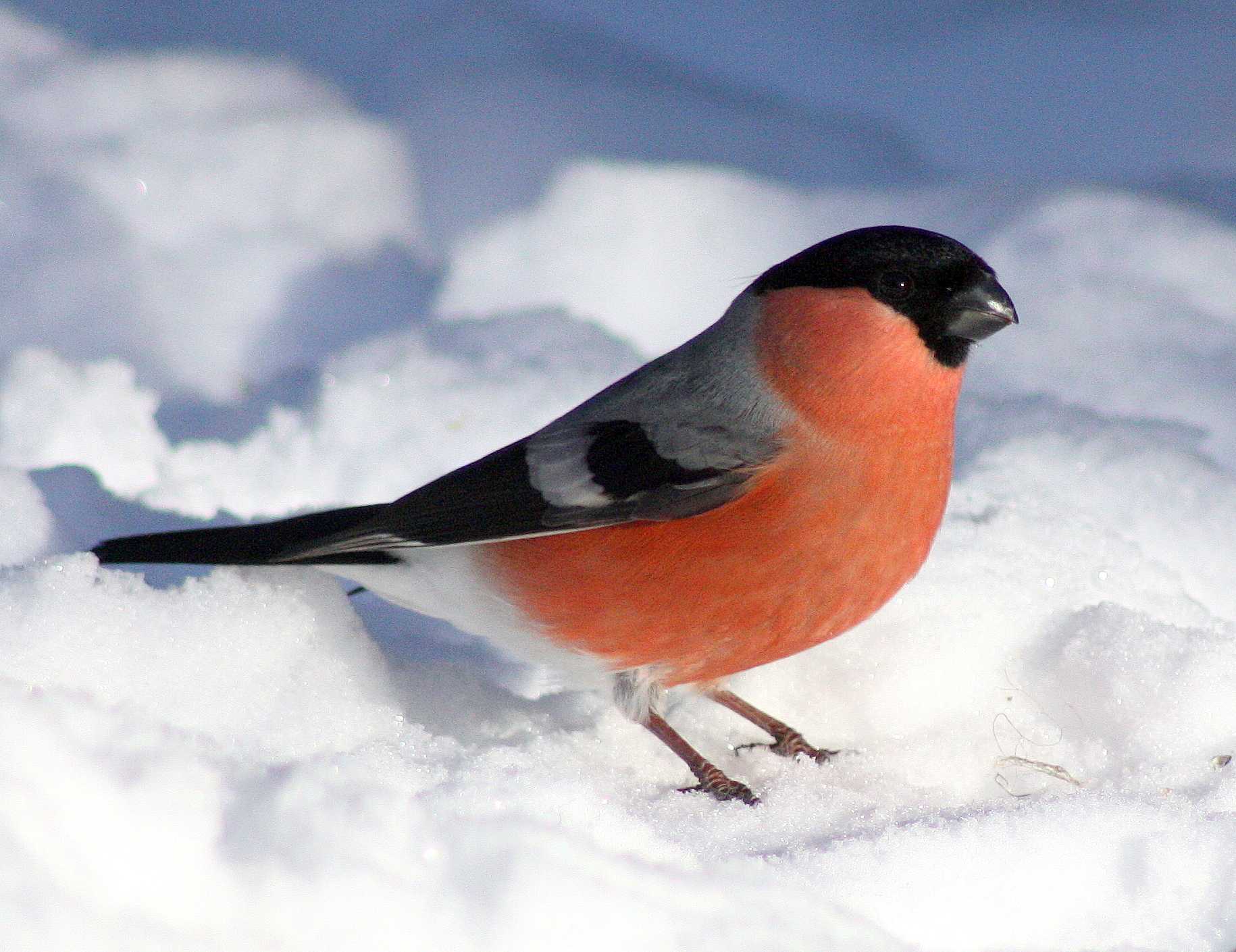 Free download high resolution image - free image free photo free stock image public domain picture -Bullfinch (Pyrrhula pyrrhula, Eurasian Bullfinch) in winter