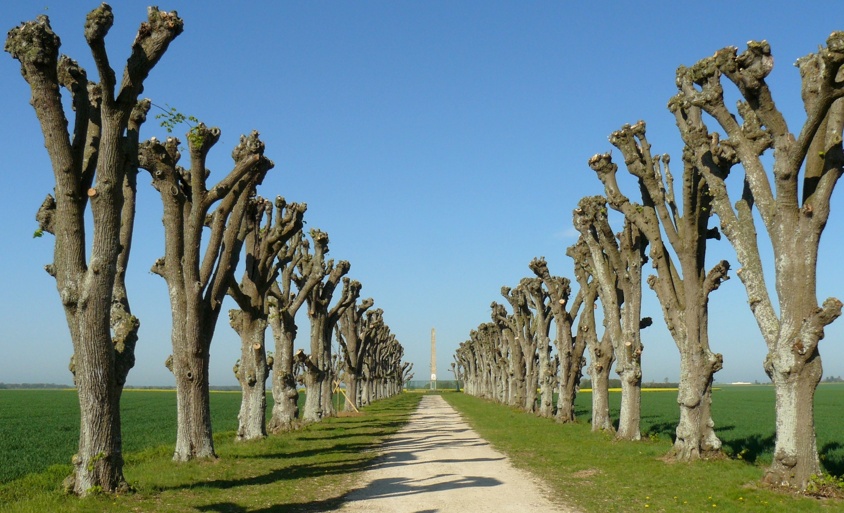 Free download high resolution image - free image free photo free stock image public domain picture -summer, with rows of trees