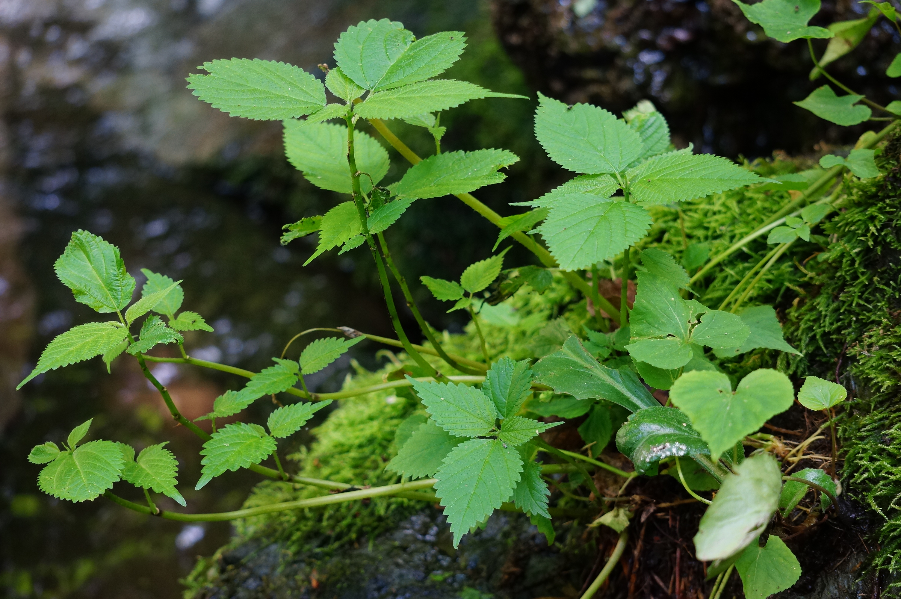 Free download high resolution image - free image free photo free stock image public domain picture -A small river surrounded by rocks and green plants