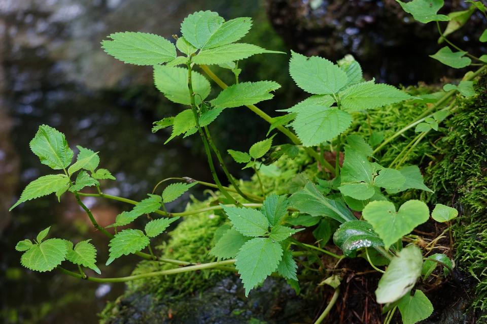 Free download high resolution image - free image free photo free stock image public domain picture  A small river surrounded by rocks and green plants