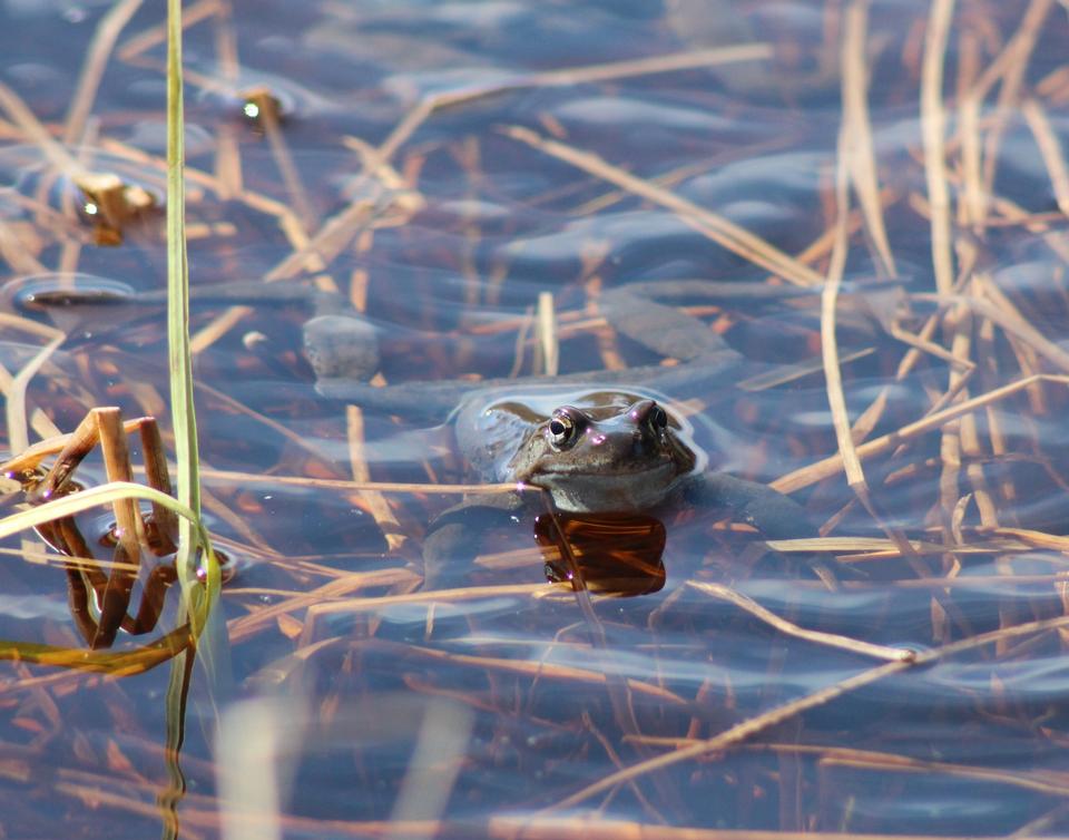 Free download high resolution image - free image free photo free stock image public domain picture  Common frog in a pond