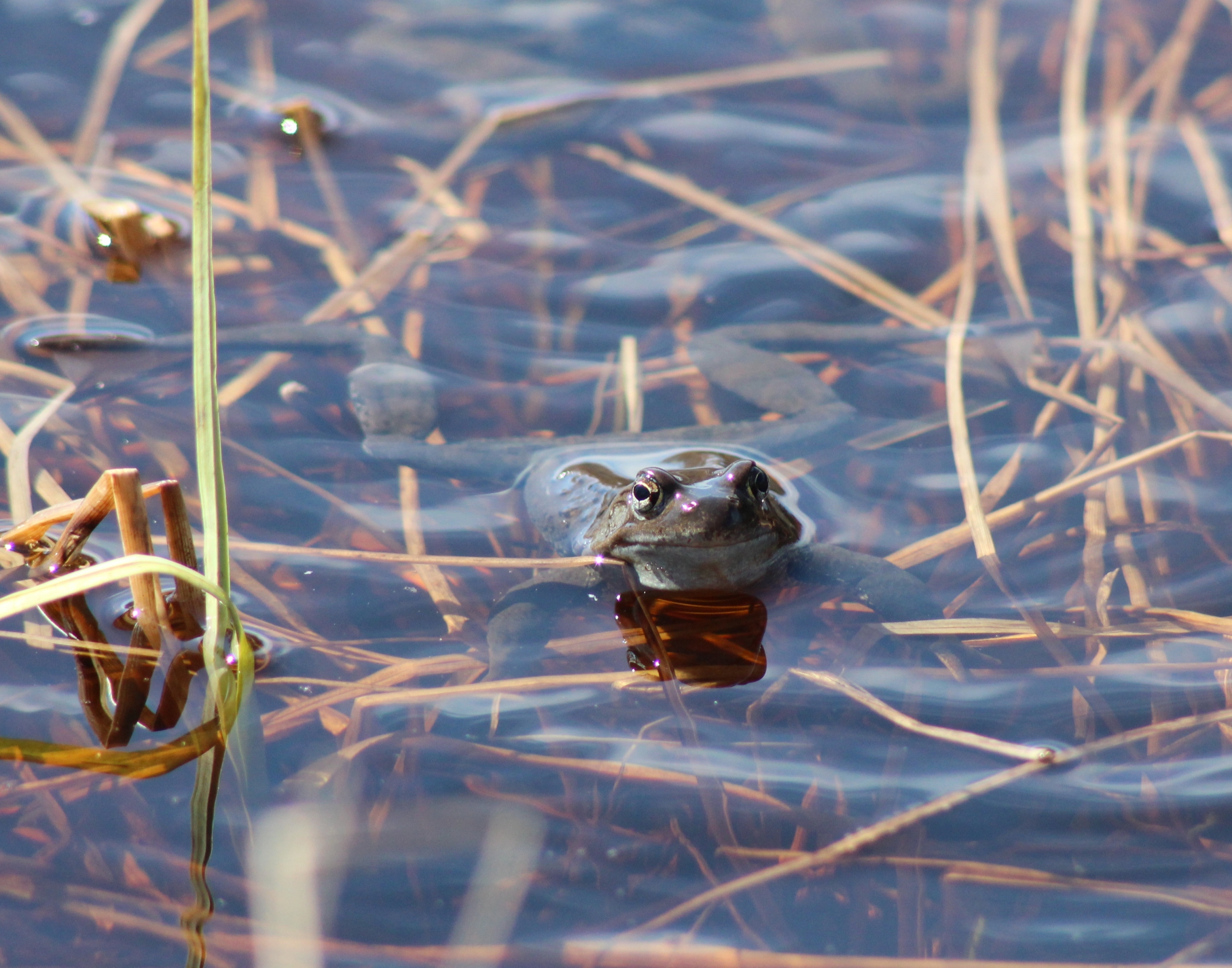 Free download high resolution image - free image free photo free stock image public domain picture -Common frog in a pond