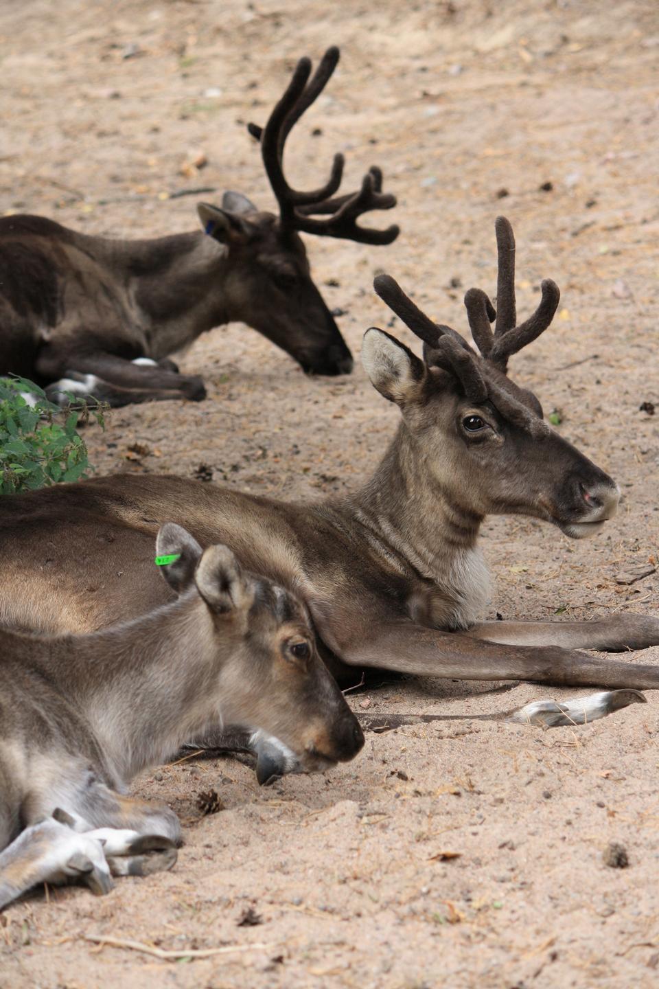 Free download high resolution image - free image free photo free stock image public domain picture  Finnish Forest Reindeers