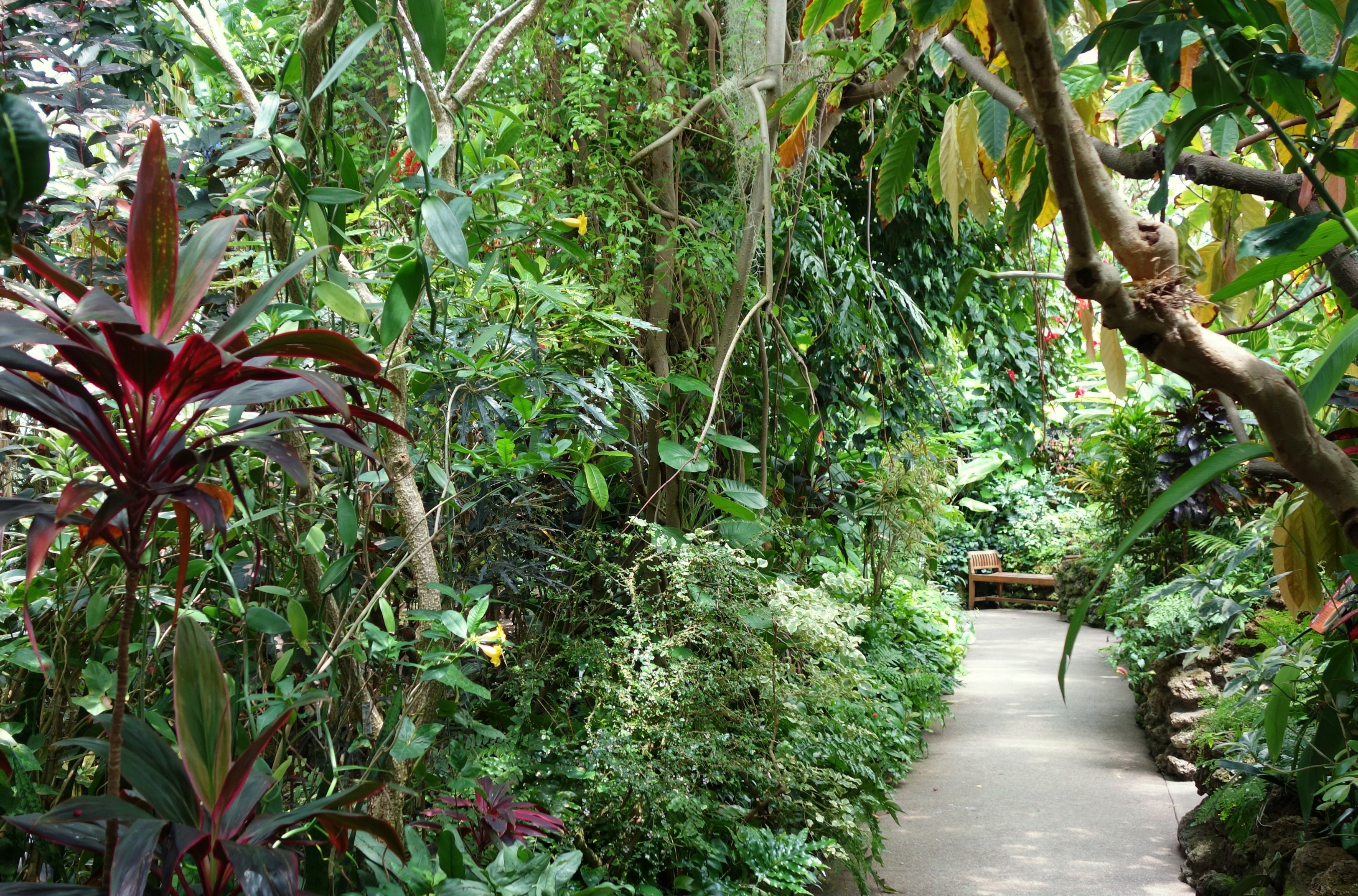 Free download high resolution image - free image free photo free stock image public domain picture -Rain forest