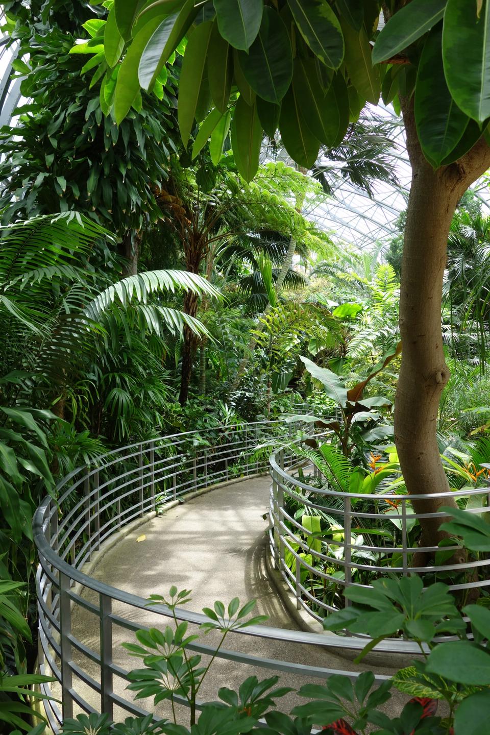 Free download high resolution image - free image free photo free stock image public domain picture  Rain forest