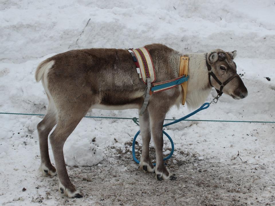 Free download high resolution image - free image free photo free stock image public domain picture  Reindeer with peeling shedding velvet on antlers